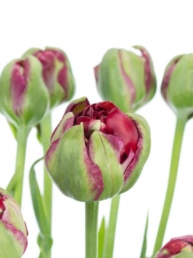 blumigo-tulpen-emblazon-dunkelrot-gef-llt-franz-sisch image 1