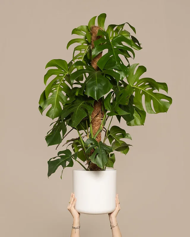 feey-variado-monstera-xl-fensterblatt-gro-ohne-bertopf image 1