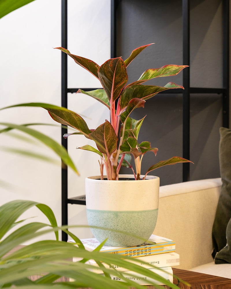 feey-variado-aglaonema-jungle-red-zimmerpflanze-ohne-bertopf image 5