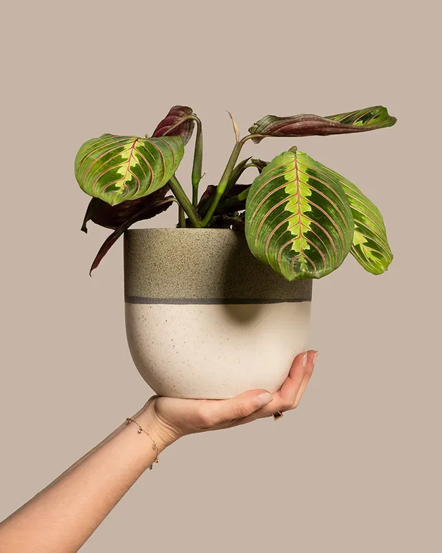feey-variado-maranta-zimmerpflanze-ohne-bertopf-tierfreundlich image 1
