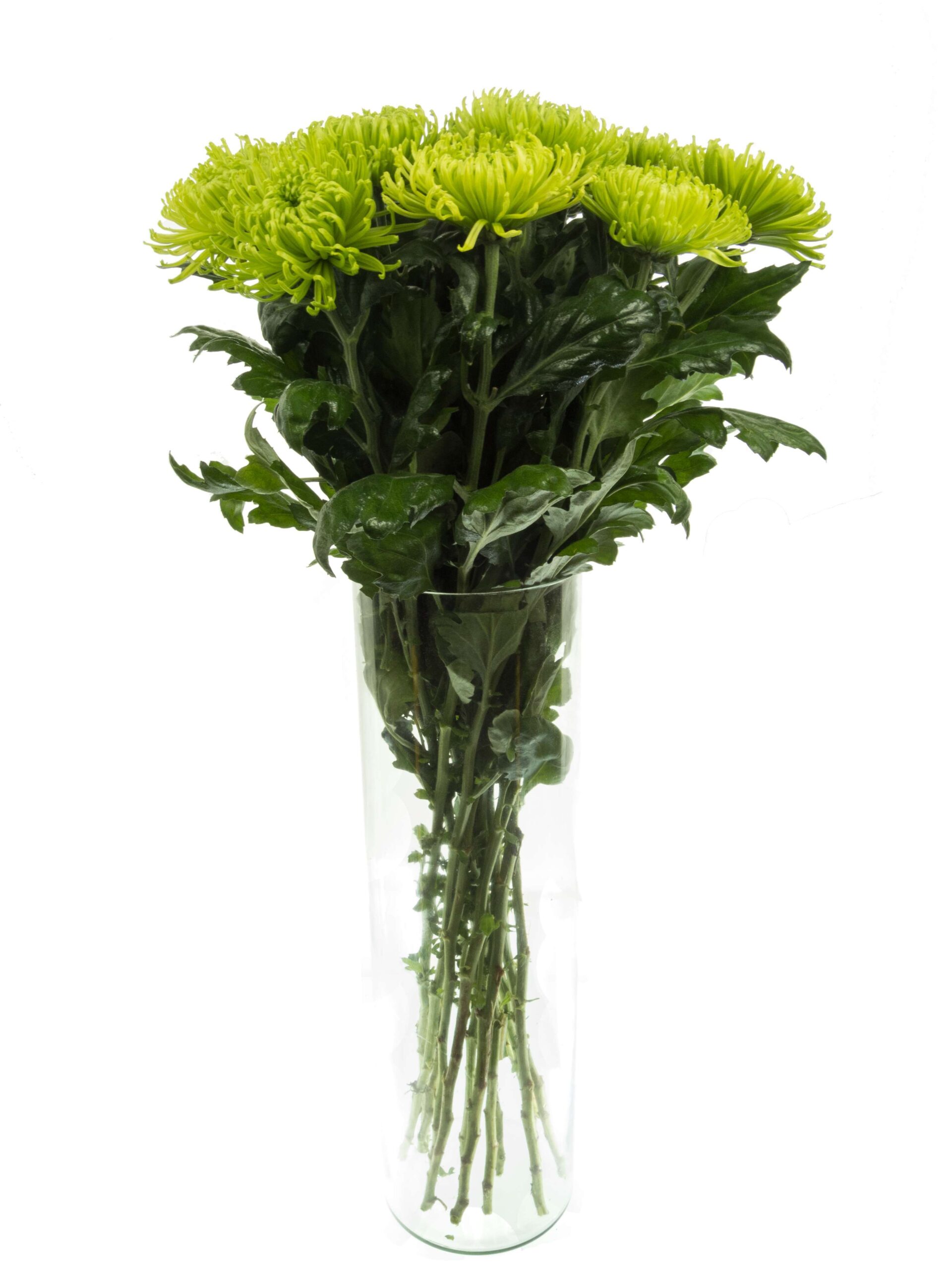 blumigo-chrysanthemen-anastasia-blume-gr-n image 2