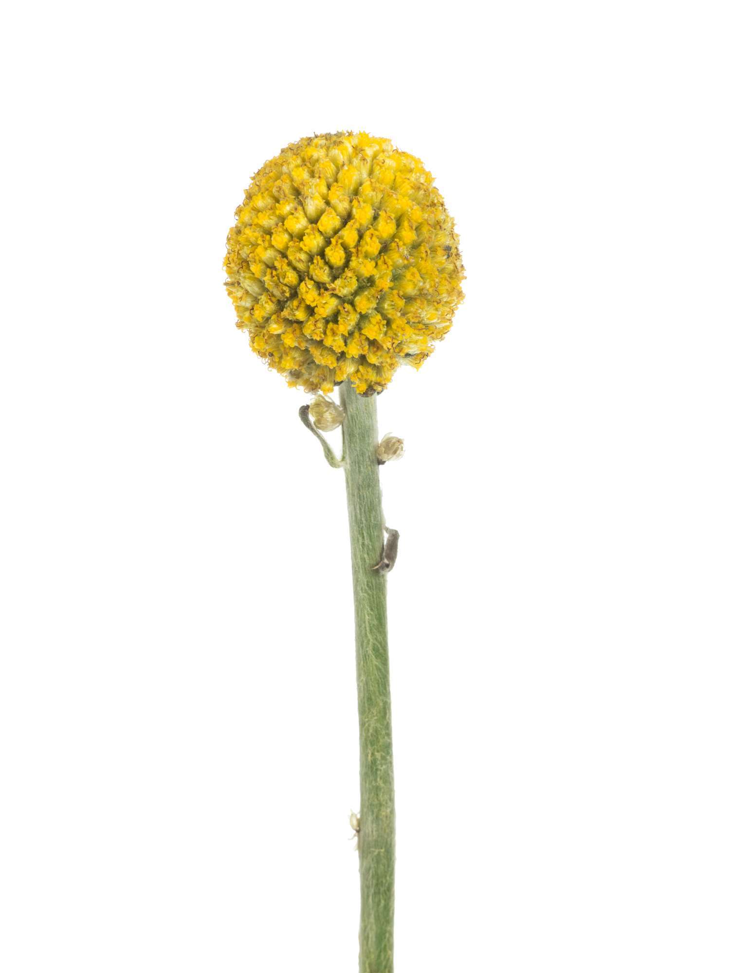 blumigo-trockenblumen-craspedia-gelb-trommelst-cke-vase-strau image 4