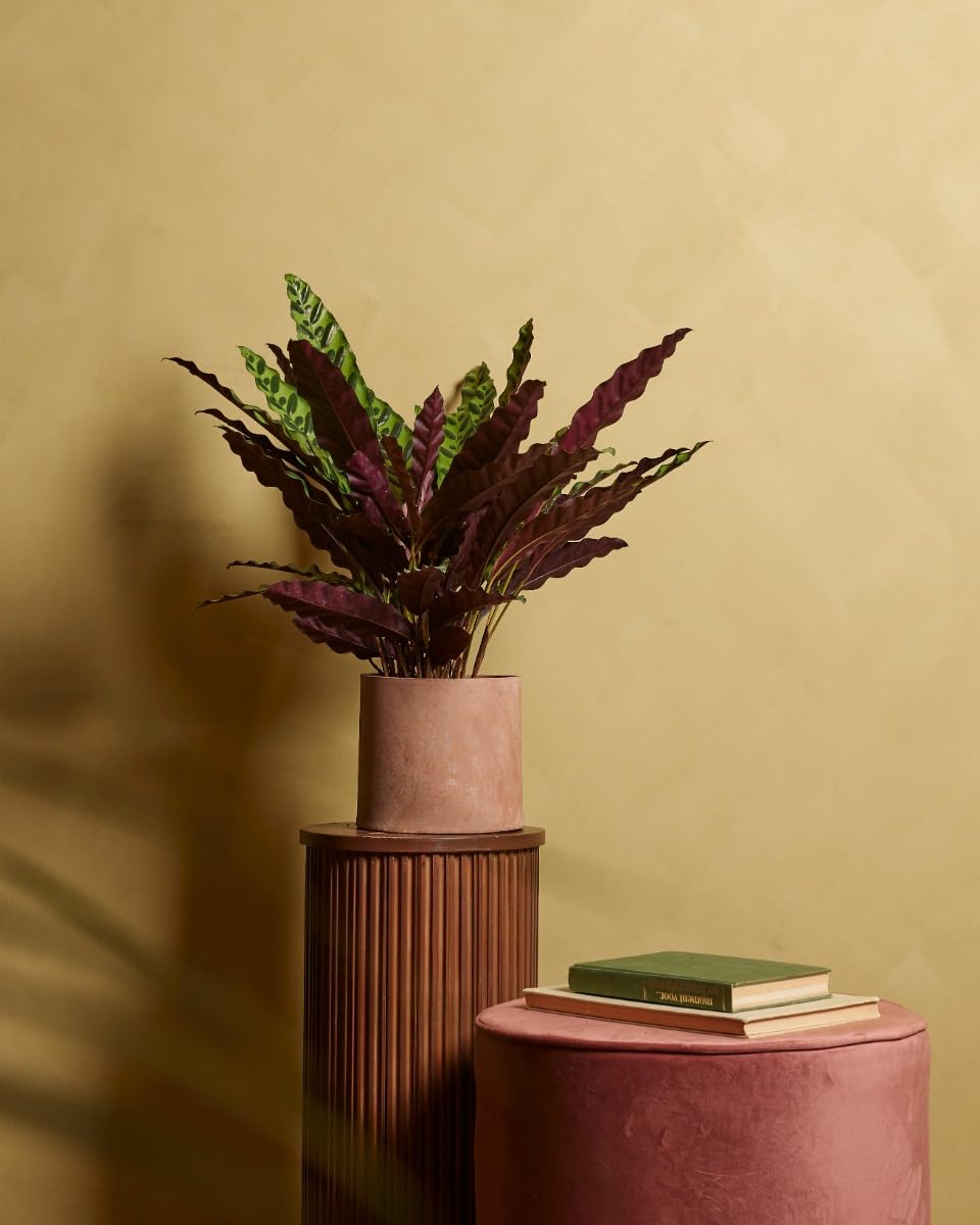 plnts-rareplnts-calathea-insigne-zimmerpflanze-60-cm image 5