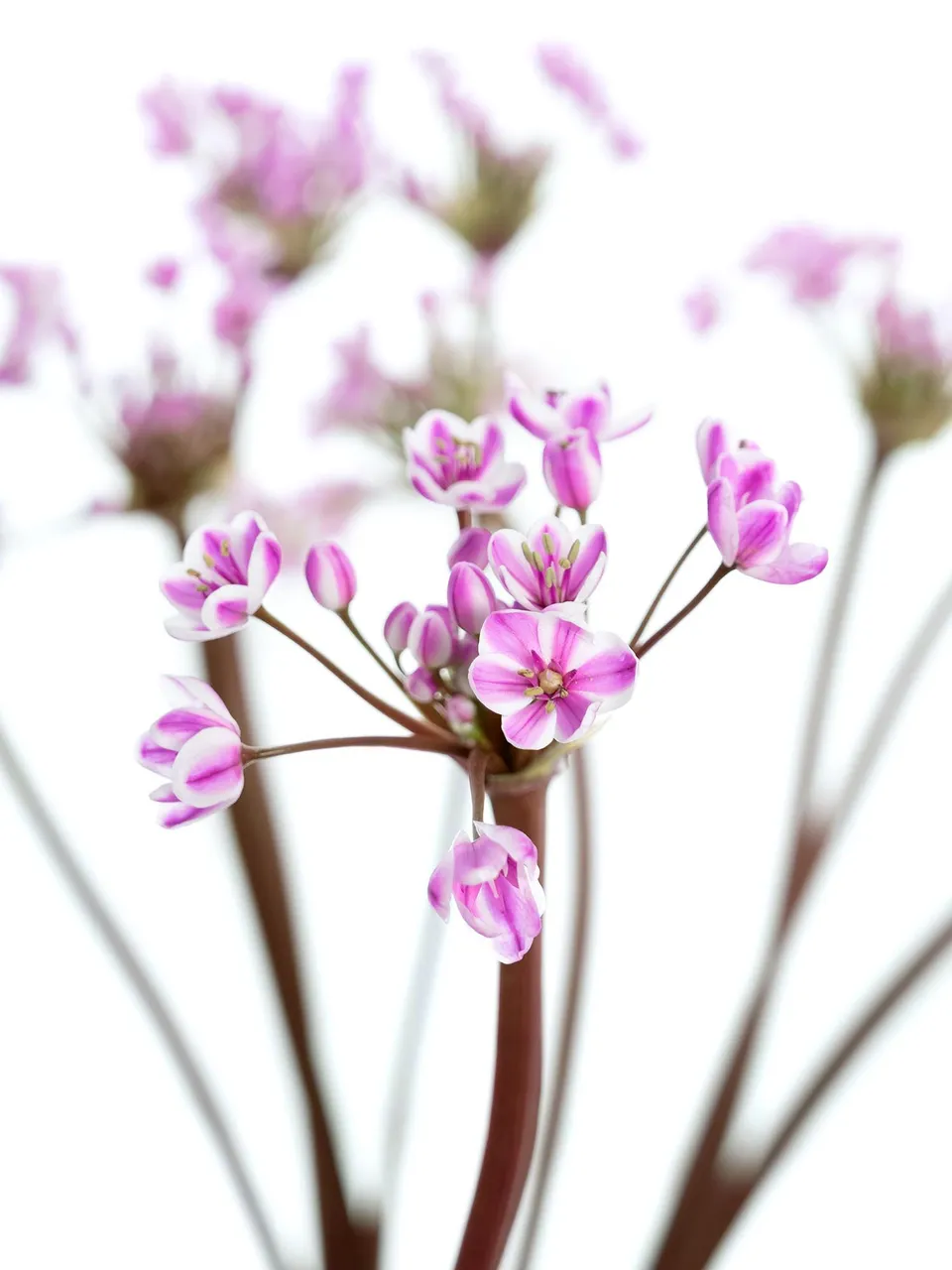 blumigo-allium-neopolitanum-fr-hlingsknollen-pink-wei image 1