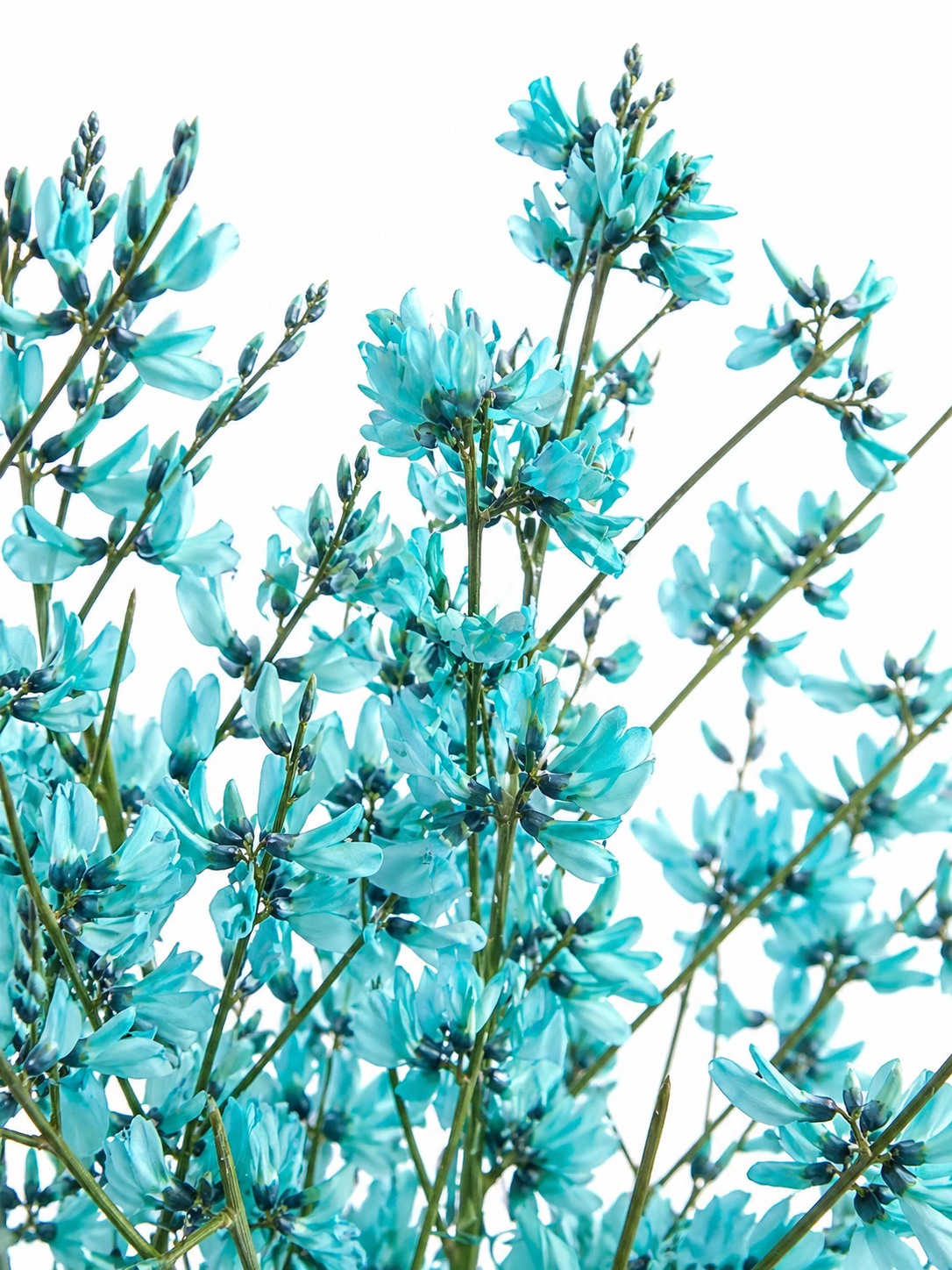 blumigo-zweige-ginster-blau-deko-zweig-f-r-vase image 1