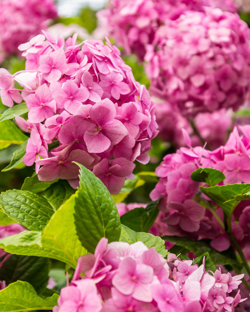 feey-amsterdam-rosa-hortensie-hydrangea-strauch-ohne-topf image 2