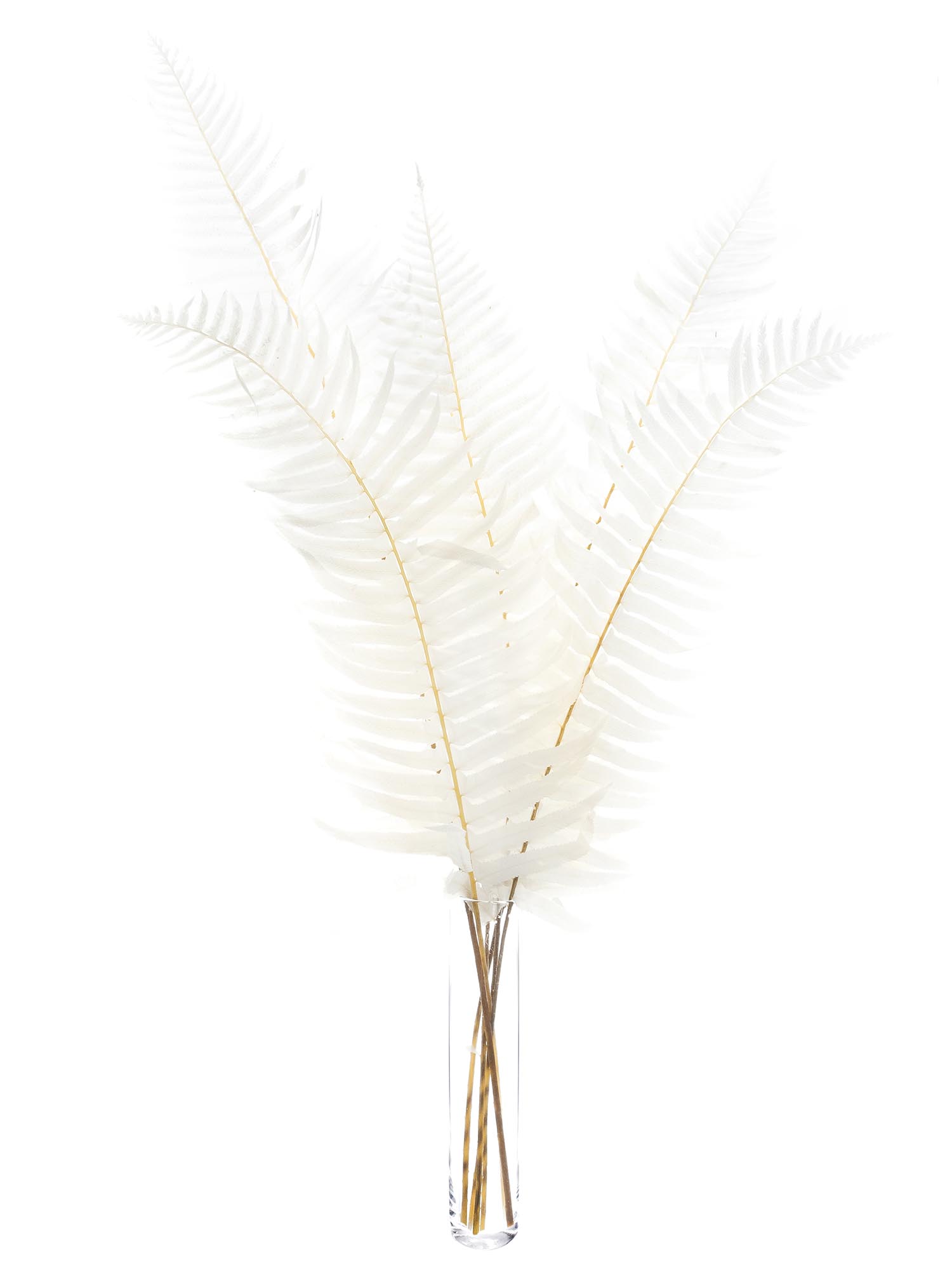 blumigo-trockenblumen-schwertfarn-deko-gebleicht-creme image 3