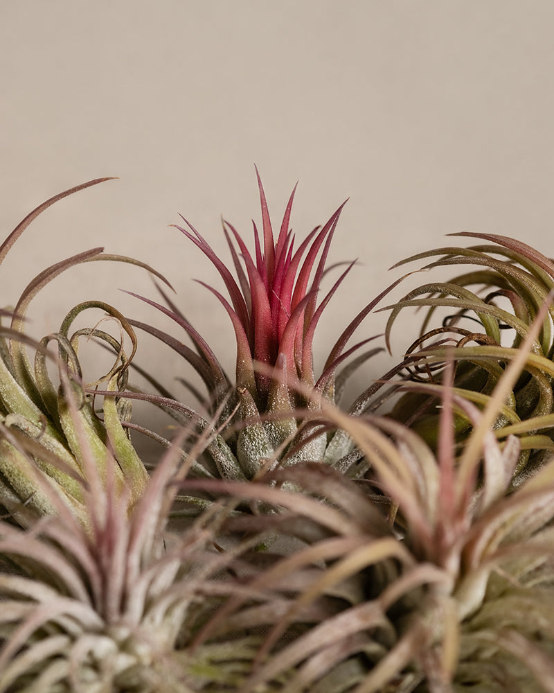 feey-variado-luftpflanzen-pink-tillandsia-5-st-ck image 8