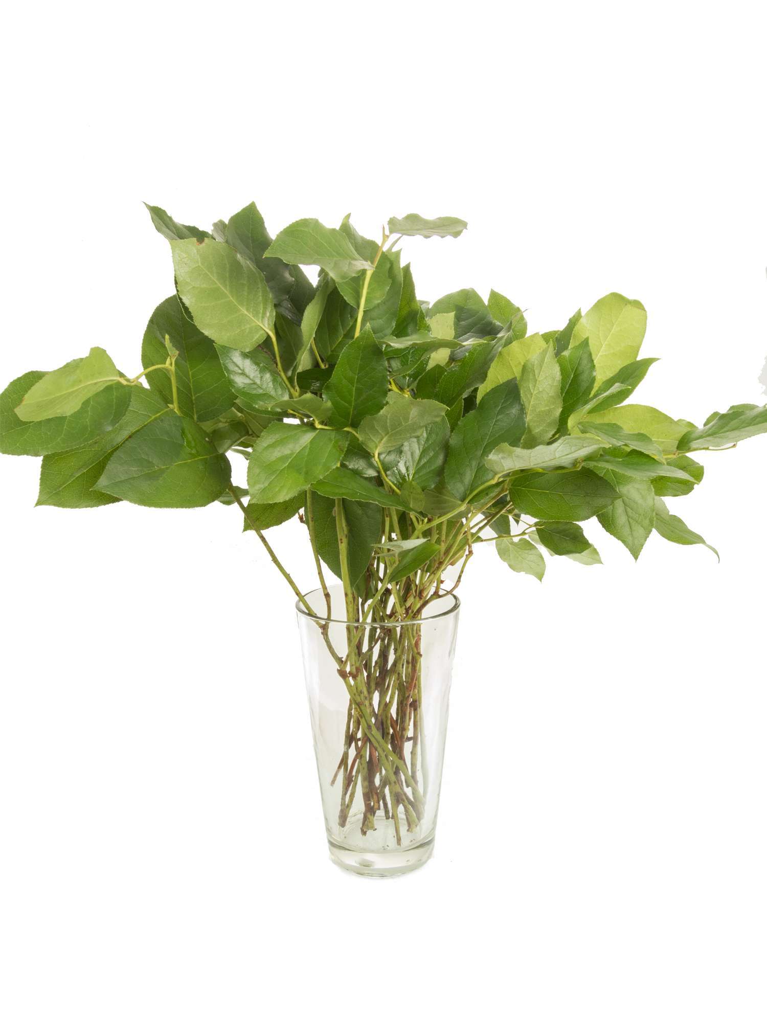 blumigo-salal-exklusives-greenery-schnittgr-n-haltbar image 4
