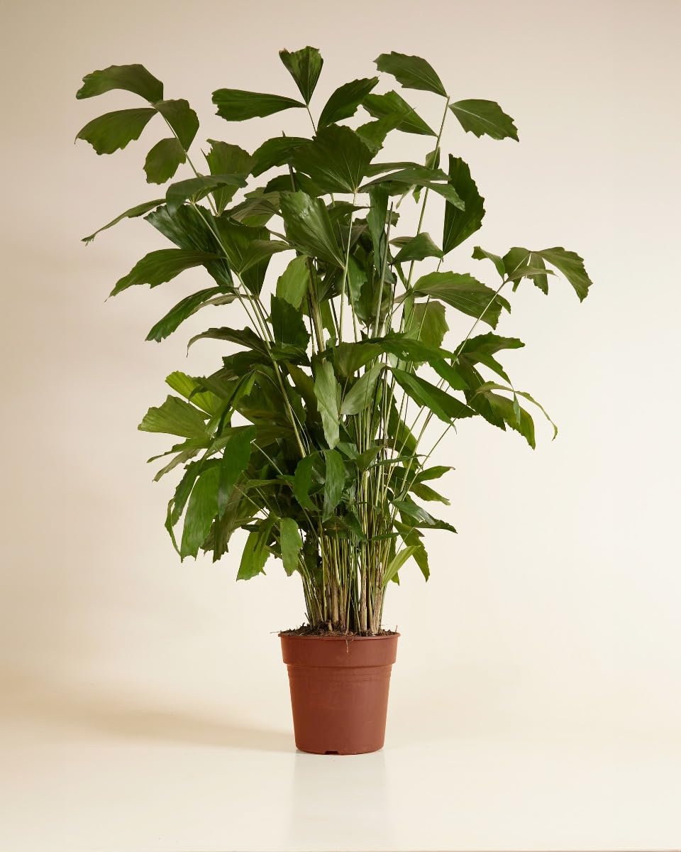 plnts-rareplnts-caryota-mitis-palme-85cm-21cm-topf-fischschwanz image 2