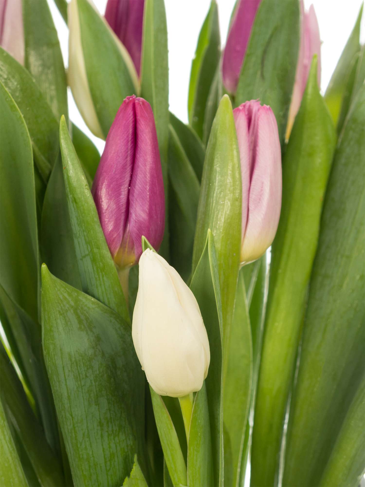 blumigo-tulpen-pastel-mischung-schnittblumen-pastell image 1