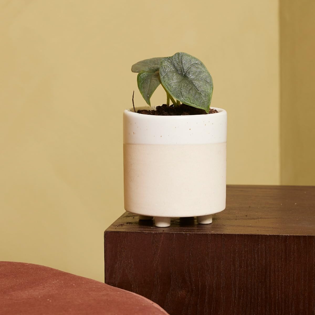plnts-babyplnts-alocasia-melo-zimmerpflanze-baby-10-cm image 7