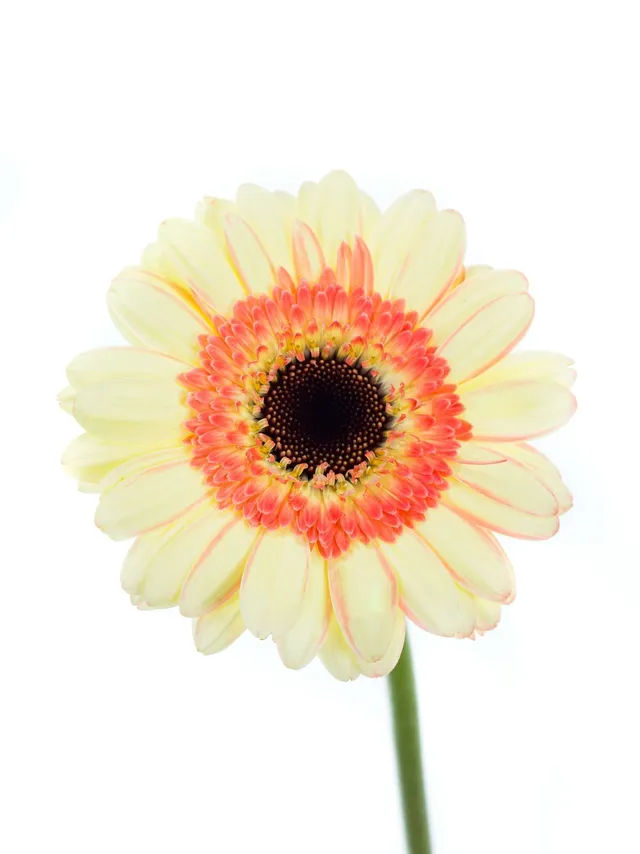 blumigo-gerbera-castello-mini-gerbera-creme-apricot image 1