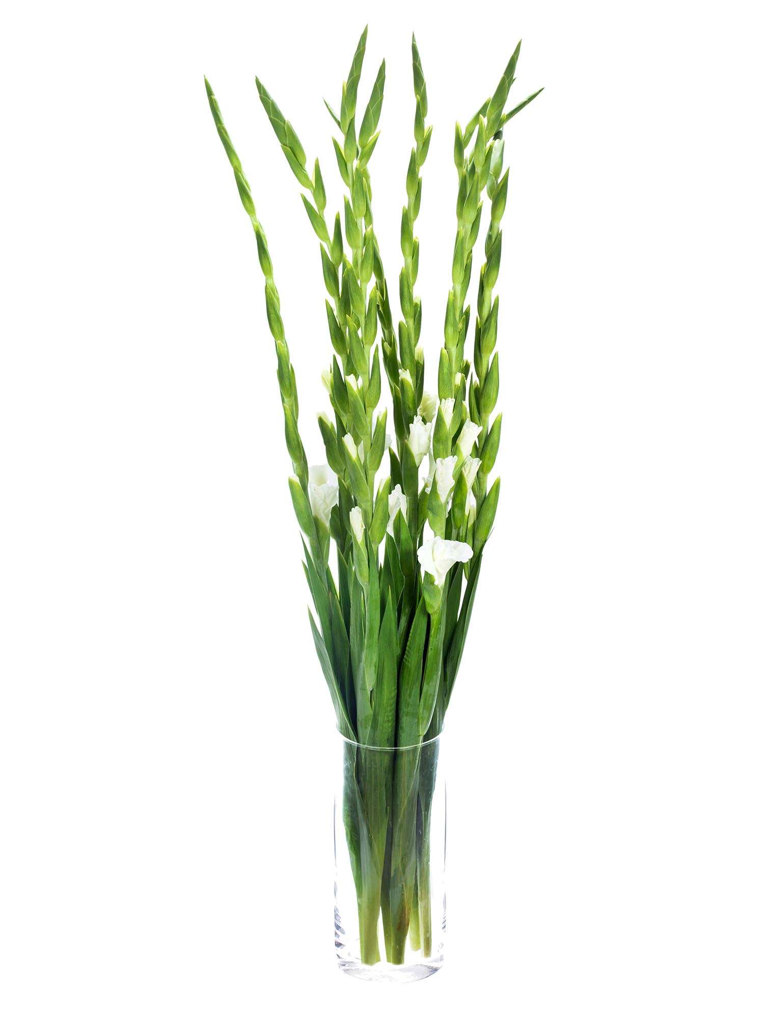 blumigo-gladiolen-essential-schnittblume-wei-stiel image 4