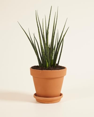 plnts-rareplnts-sansevieria-fernwood-mikado-zimmerpflanze-30-cm-pflegeleicht image 7