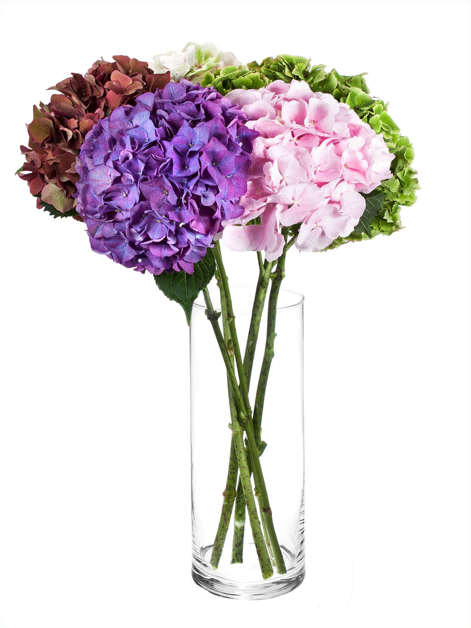 blumigo-berraschungsmix-5-hortensien-frisch image 6