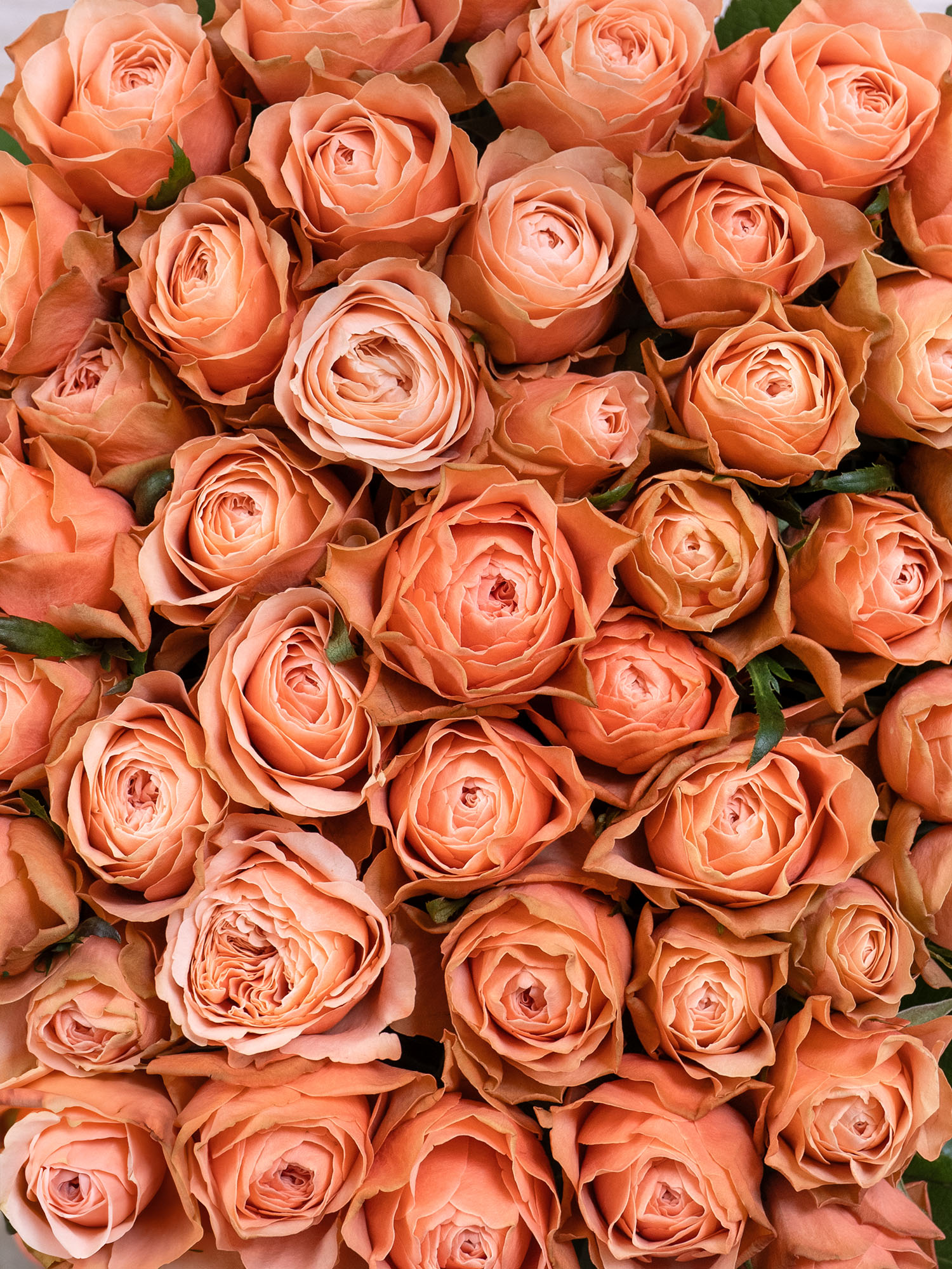 blumigo-rosen-kahala-rose-creme-apricot-einzelstiel image 3