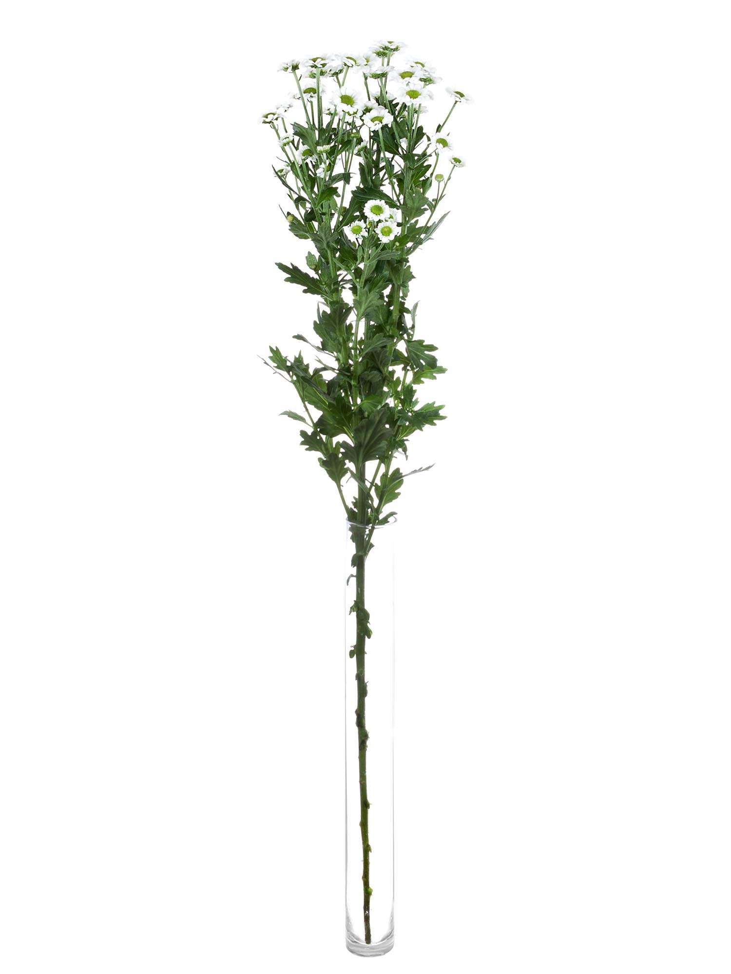 blumigo-chrysanthemen-little-white-schnittblume-wei-gr-n image 3