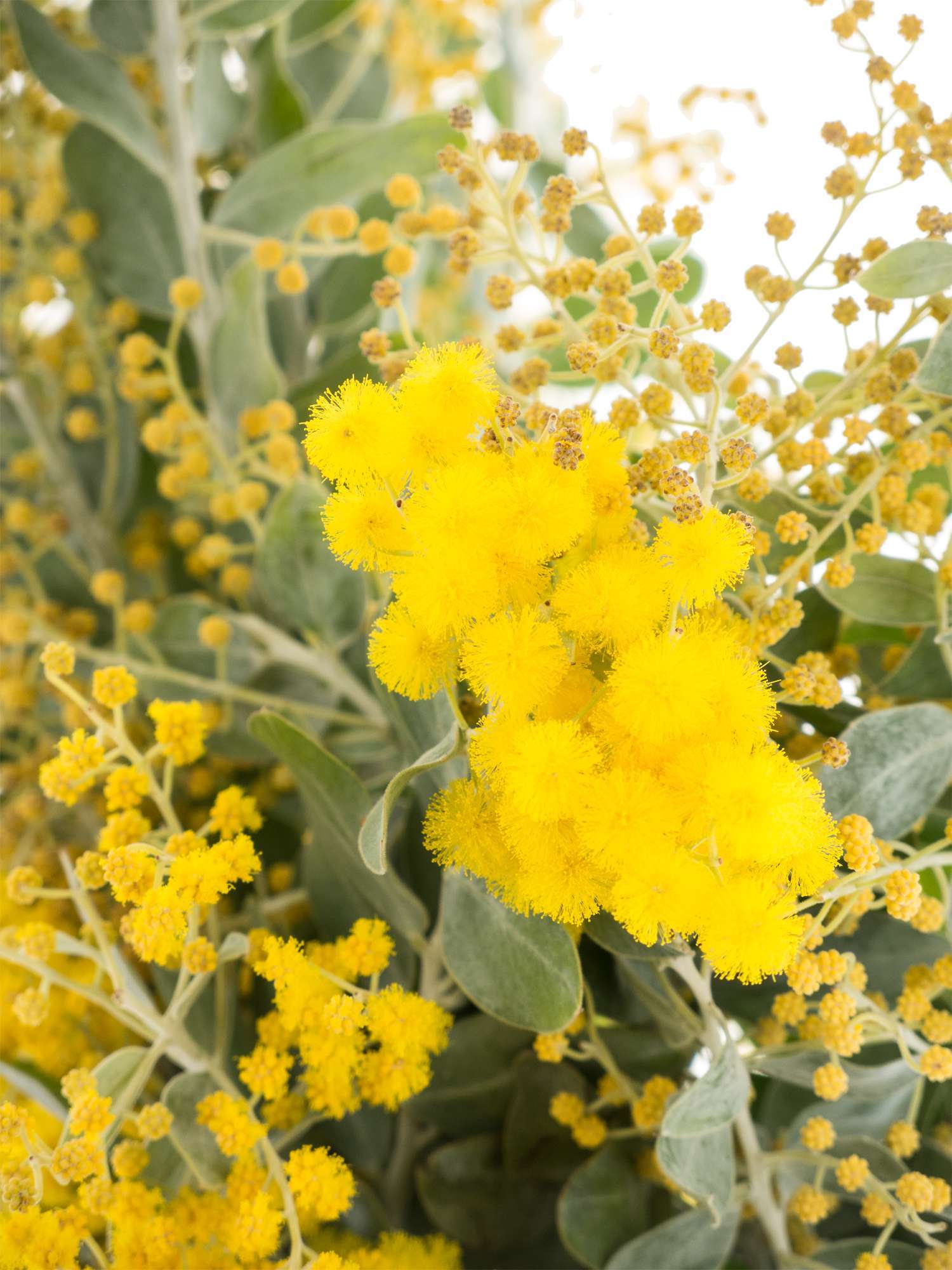 blumigo-exklusives-greenery-mimose-schnittblume-gelb-bl-hend image 2