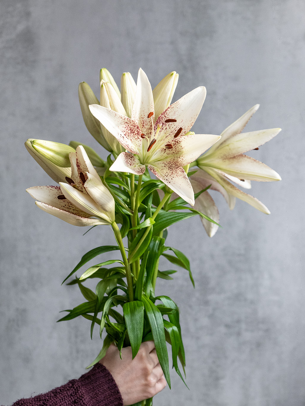 blumigo-lilien-spotify-schnittblume-wei-pink image 4