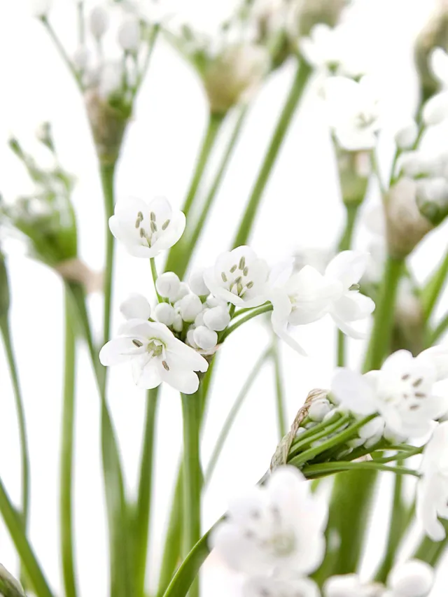 blumigo-fr-hlingsknollen-allium-neopolitanum-wei image 1