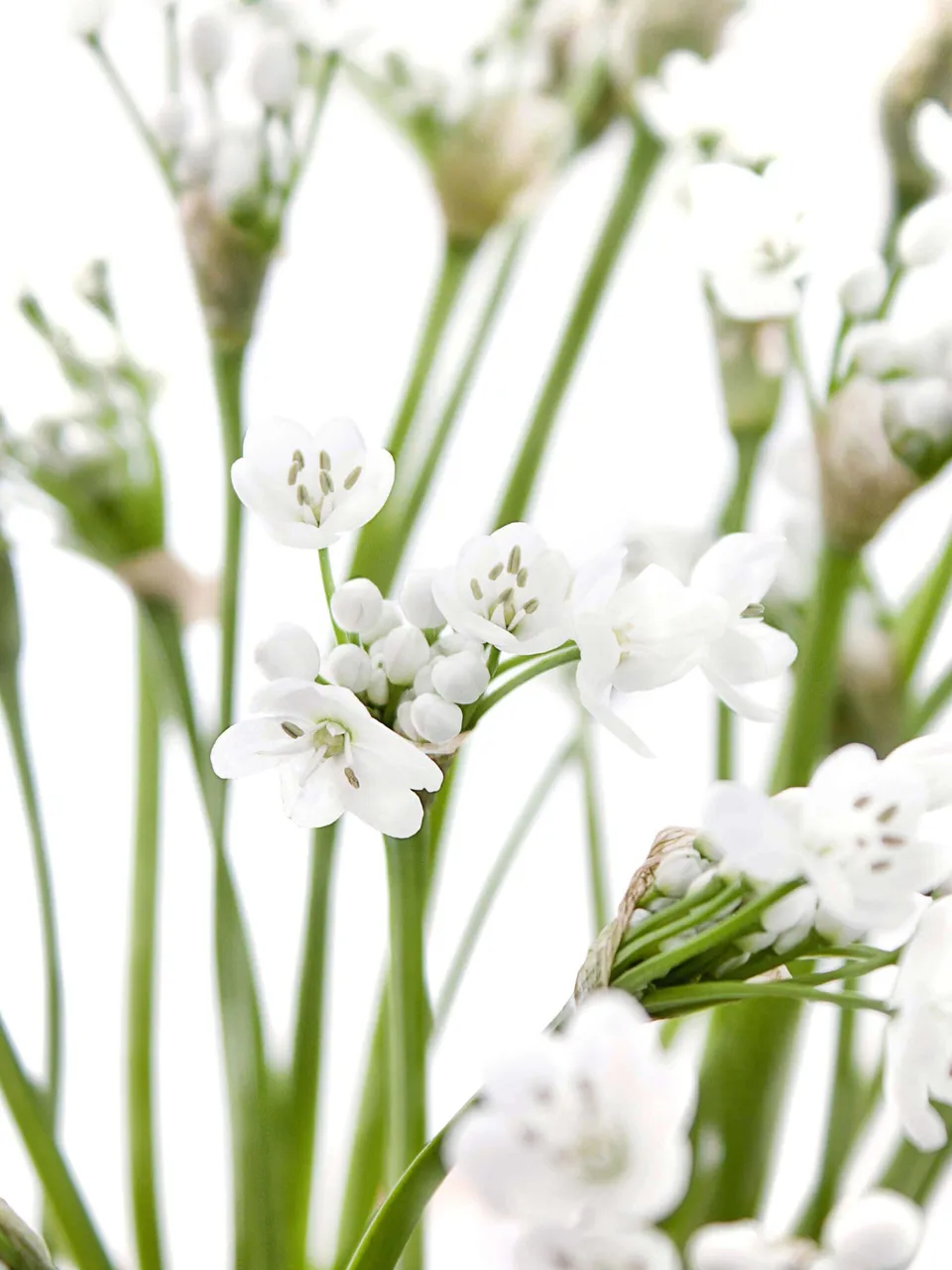 blumigo-fr-hlingsknollen-allium-neopolitanum-wei image 1