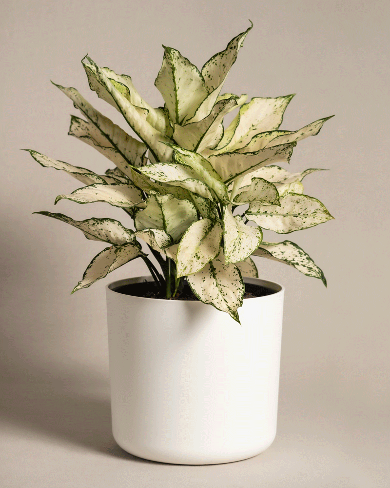 feey-variado-aglaonema-kiwi-gro-e-zimmerpflanze-pflegeleicht image 8