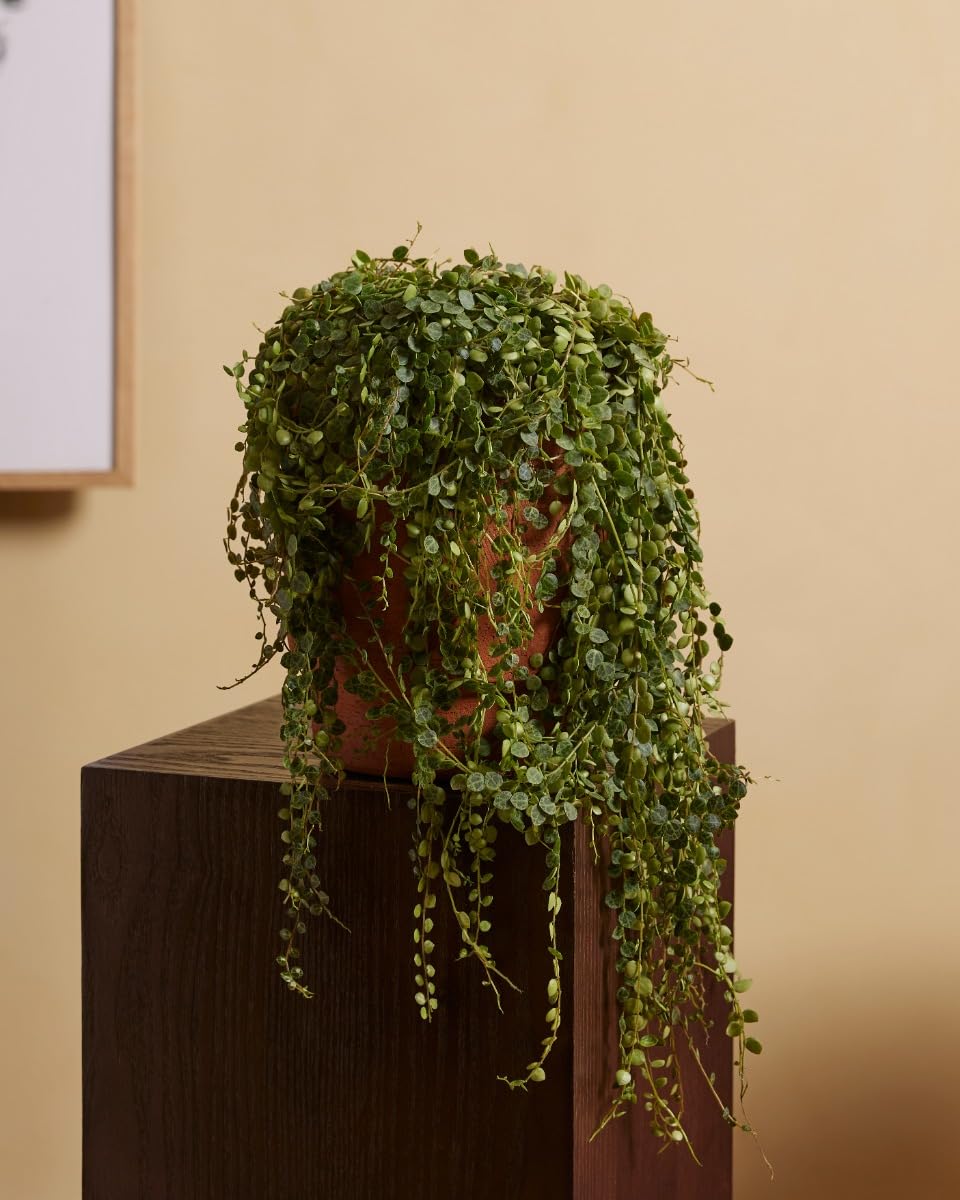 plnts-rareplnts-peperomia-prostrata-12-cm-topf-20-cm-hoch image 4