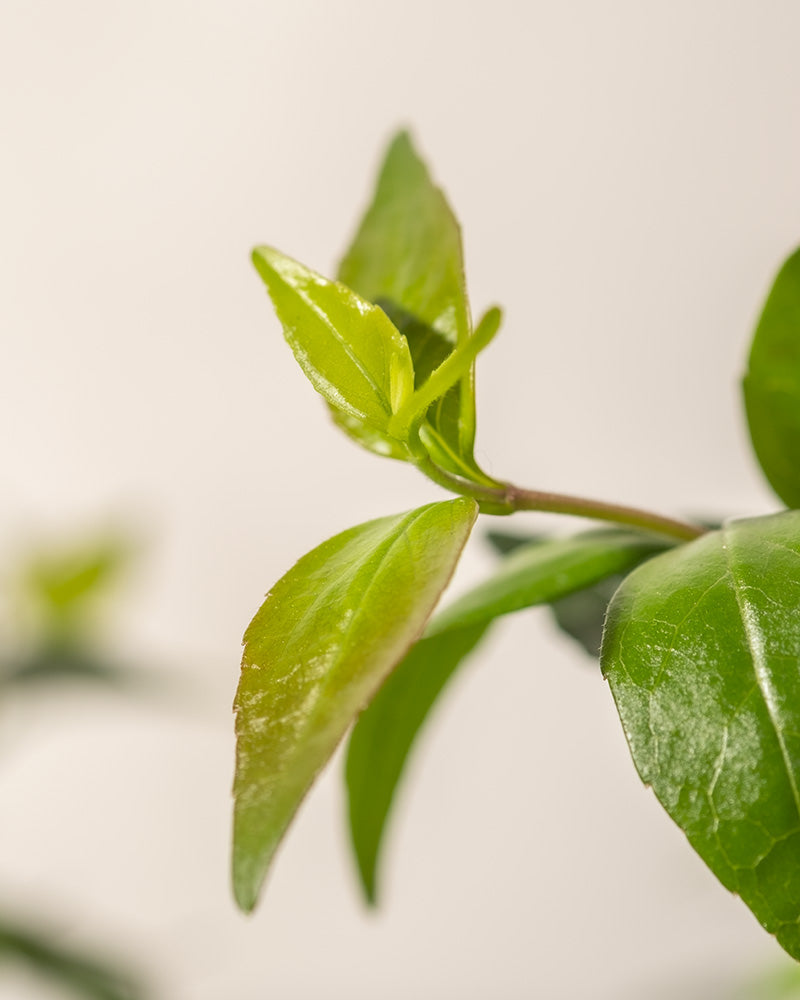 feey-amsterdam-abelia-grandiflora-bl-hstrauch-winterhart image 8