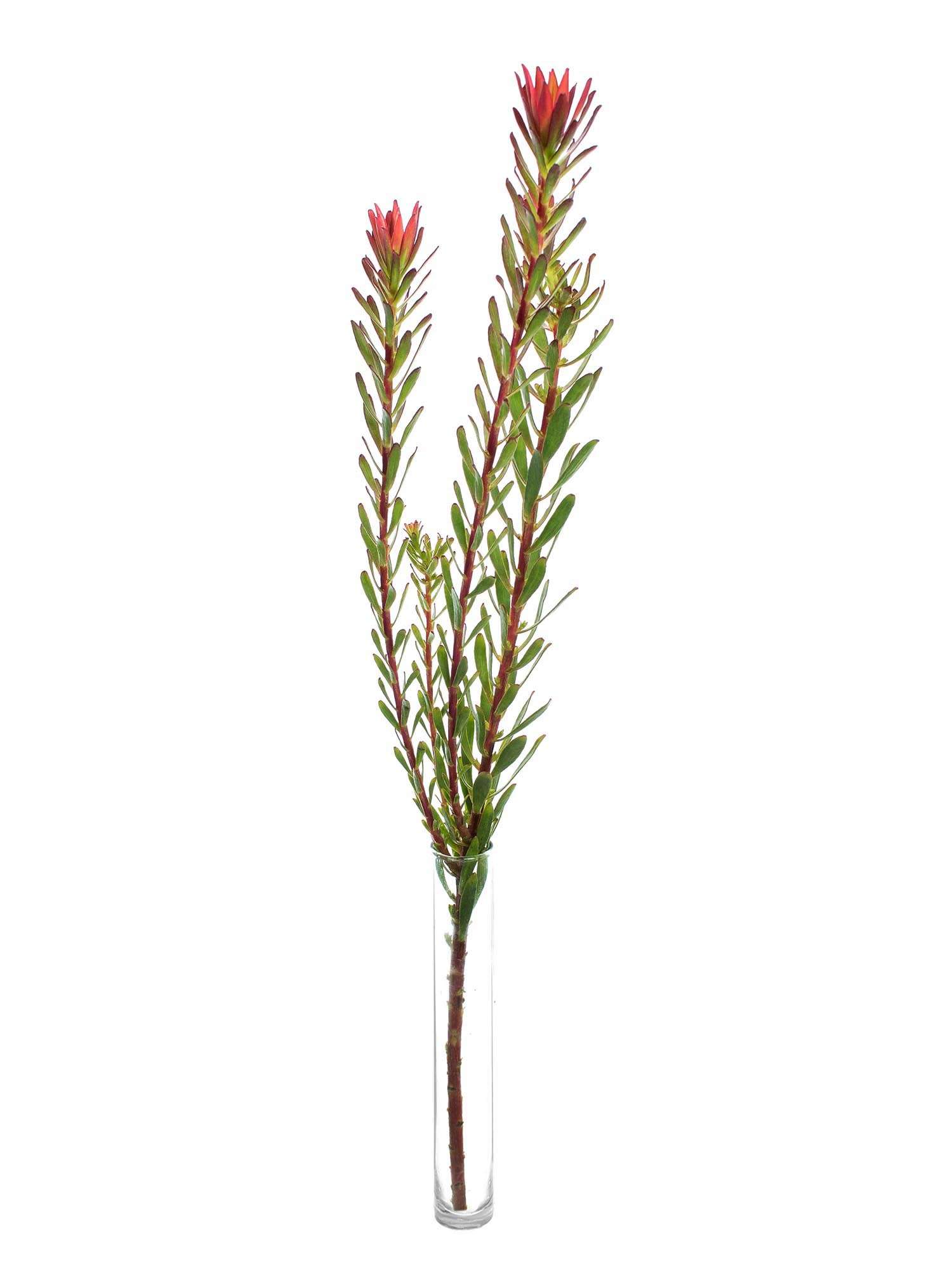 blumigo-proteen-leucadendron-safari-sunset-schnittblume-rot-gr-n image 3