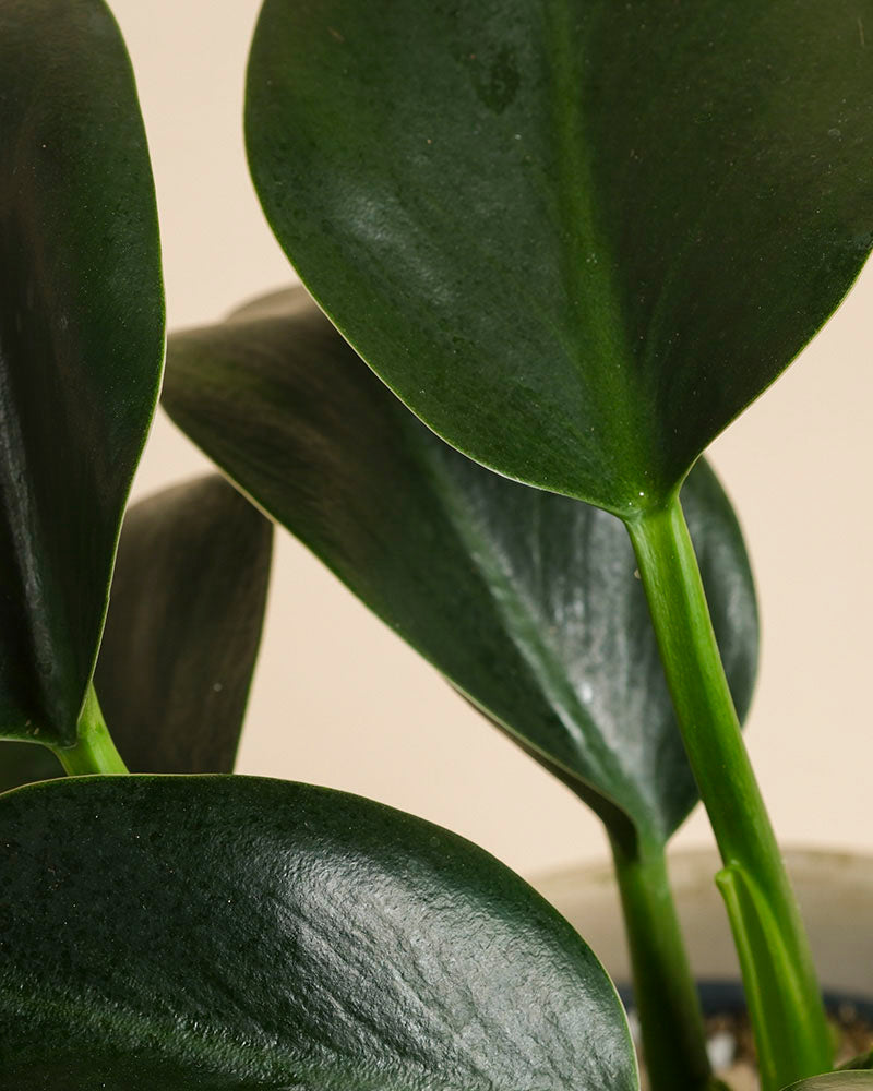 feey-philodendron-imperial-green-zimmerpflanze-ohne-bertopf image 2