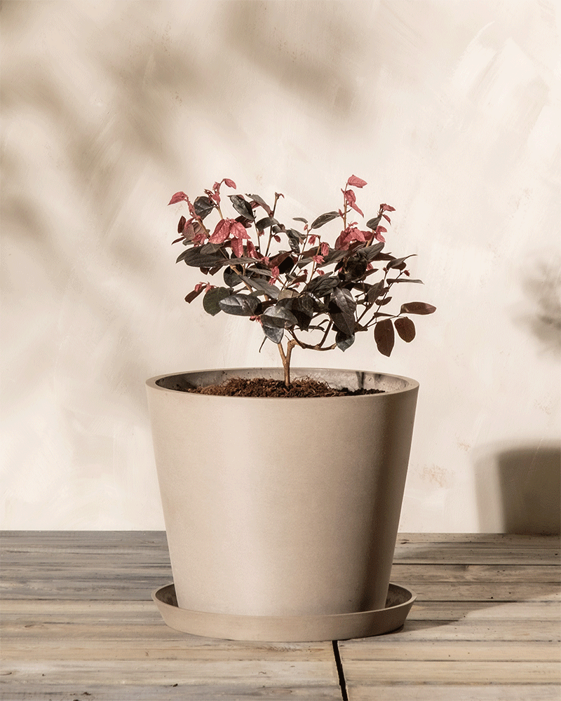 feey-amsterdam-loropetalum-riemenbl-te-strauch-winterhart image 5