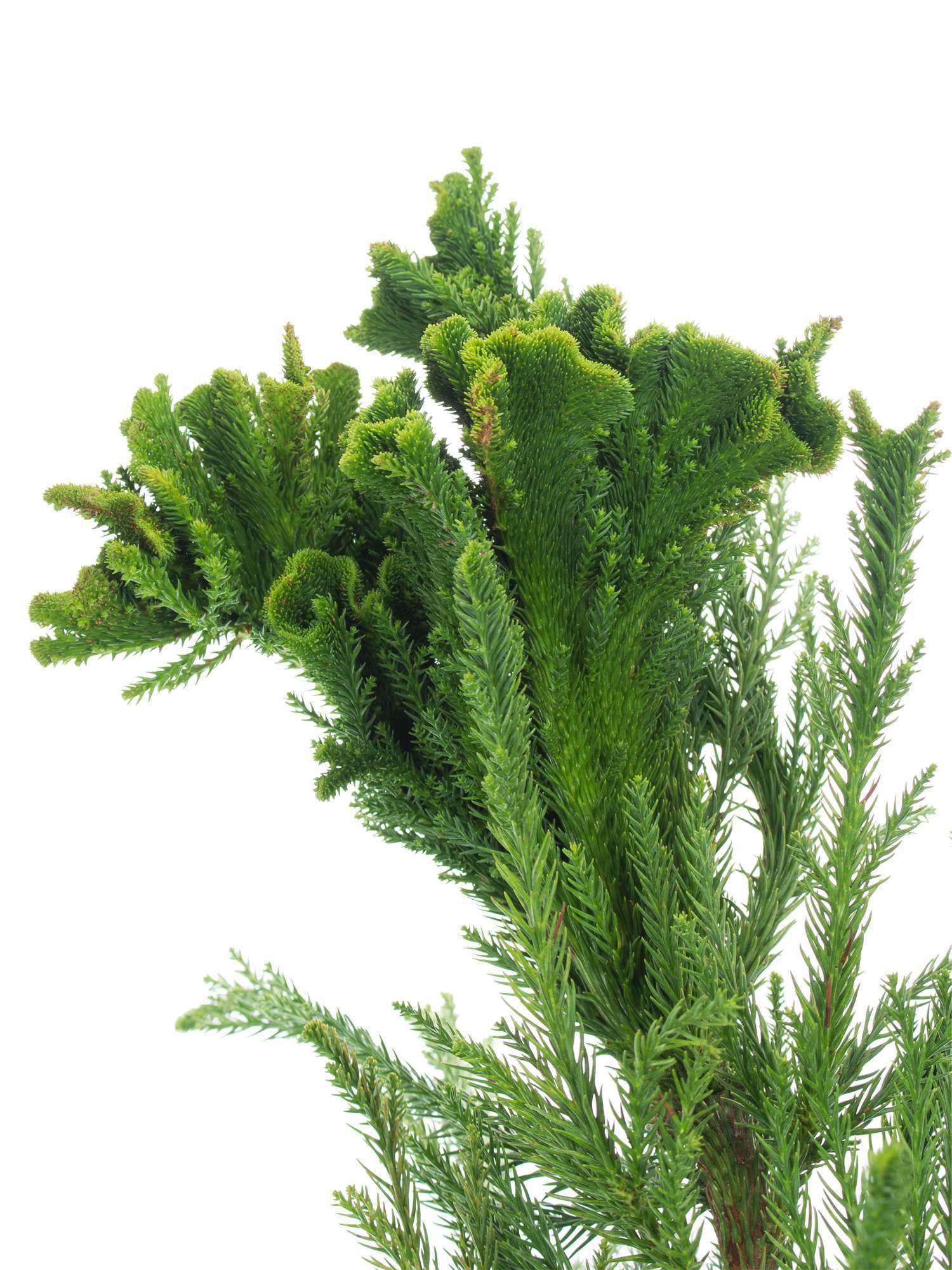blumigo-cristata-kryptomerie-hahnenkamm-wintergr-n-bund image 2