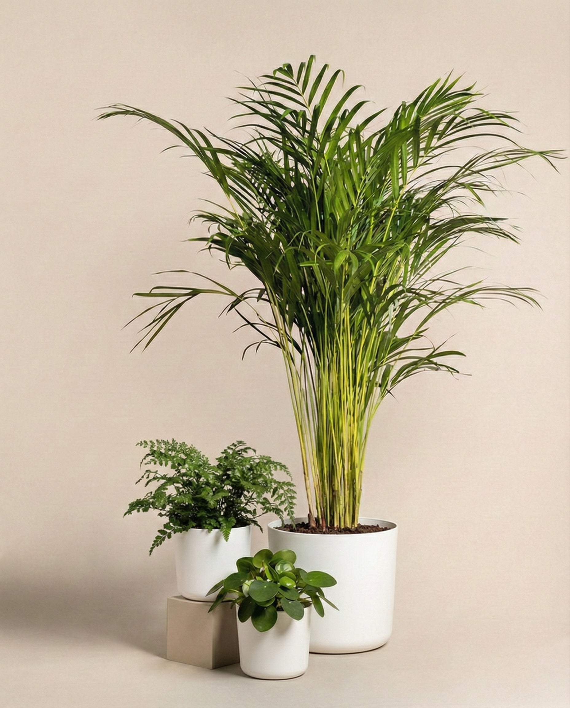 feey-variado-tierfreundliches-pflanzen-set-ohne-bertopf-gro image 4