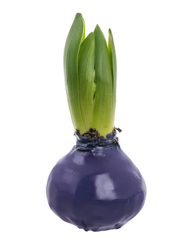 blumigo-fr-hlingsknollen-hyazinthenknolle-violett-gewachst image 1