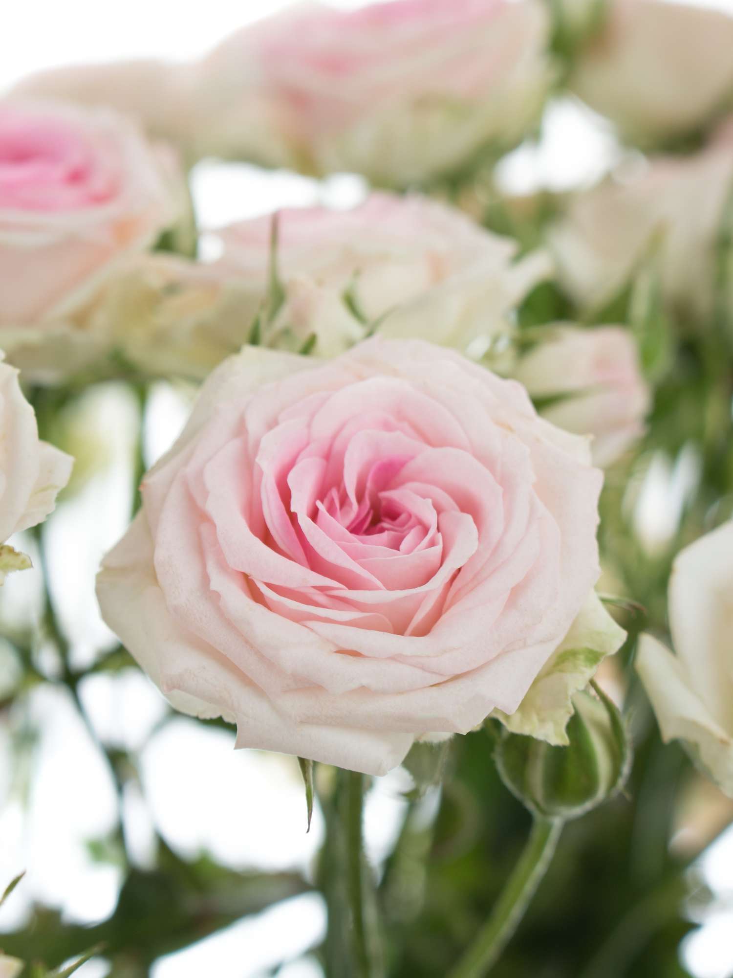 blumigo-rosen-mimi-eden-schnittrose-rosa-wei-verzweigt image 2