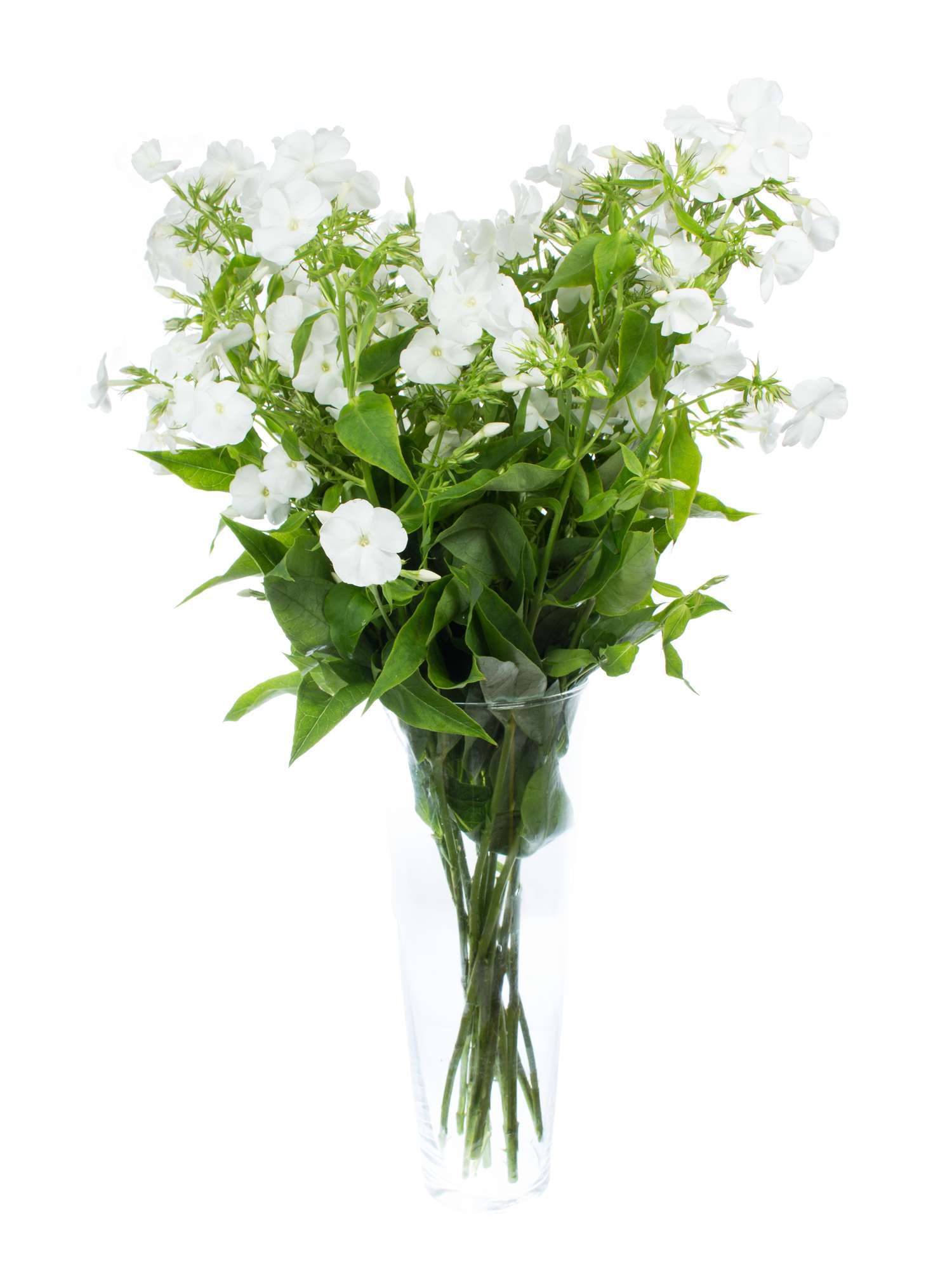blumigo-phlox-flammenblume-schnittblume-wei-1-stiel image 2
