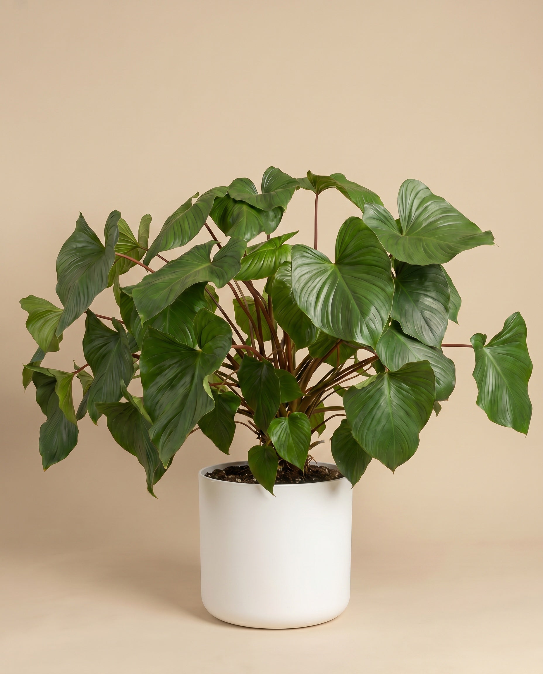 feey-variado-homalomena-maggy-zimmerpflanze-gr-n image 5
