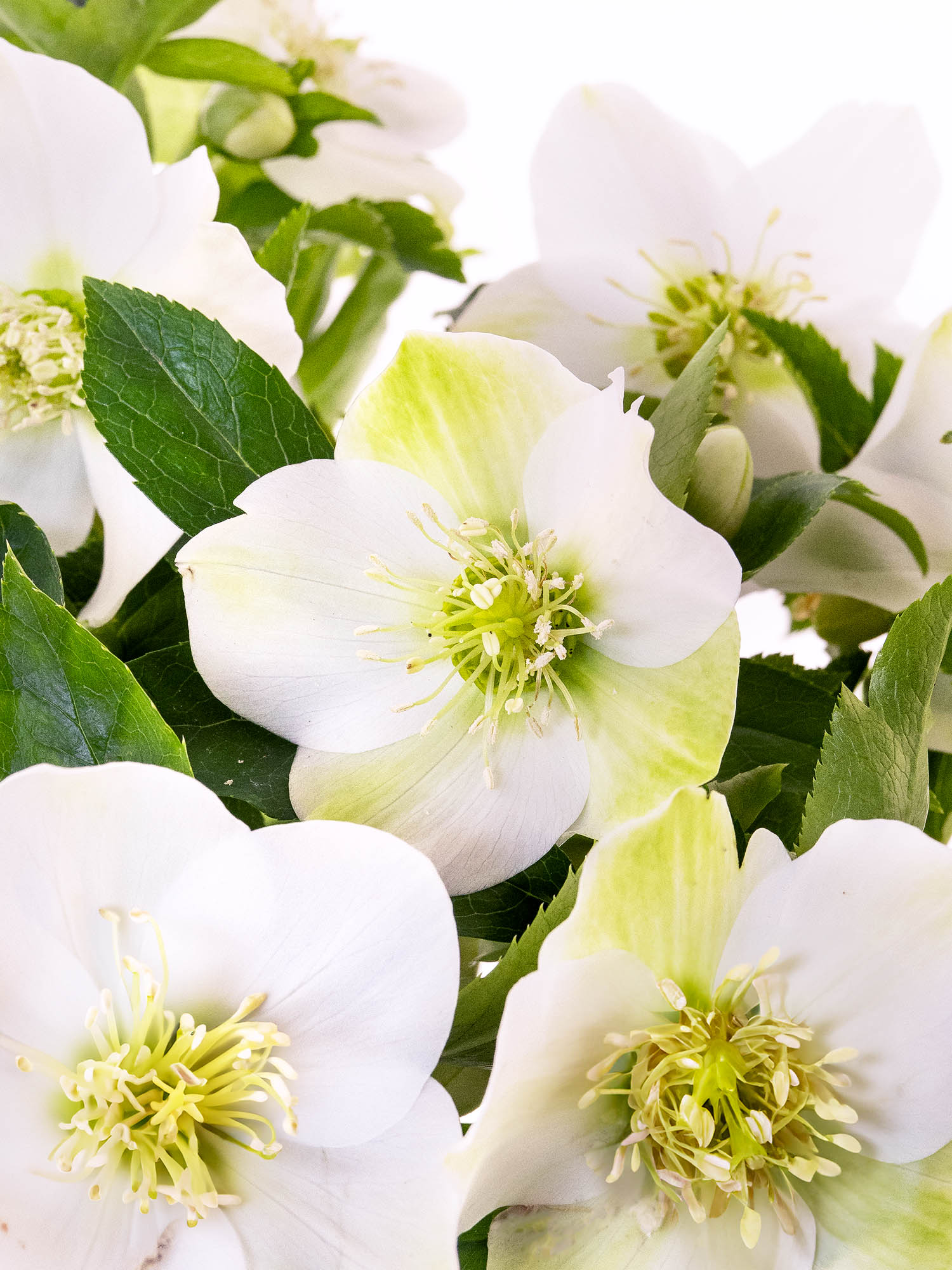 blumigo-queens-white-christrosen-wei-winterblume image 3