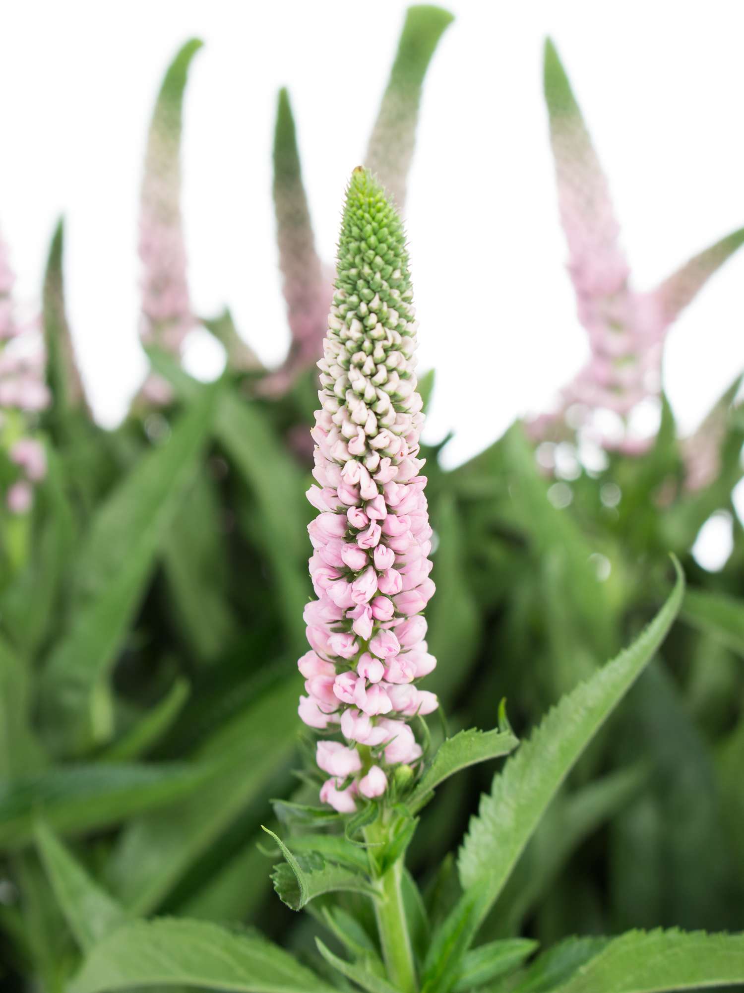blumigo-blattwerk-und-bindegr-n-veronica-rosa-ehrenpreis-schnittblume image 1