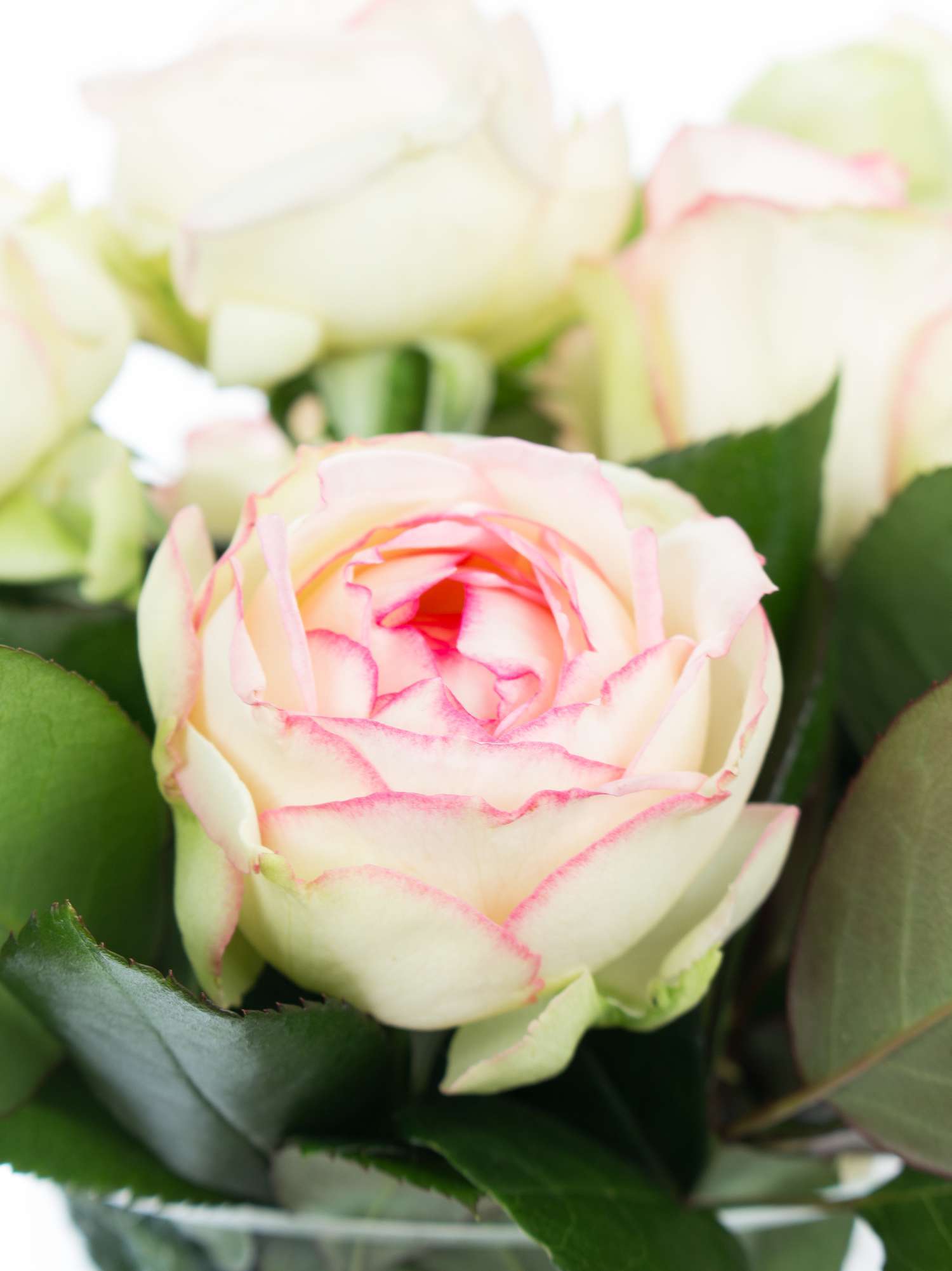 blumigo-rosen-ave-maria-schnittrose-pink-creme-frisch image 1