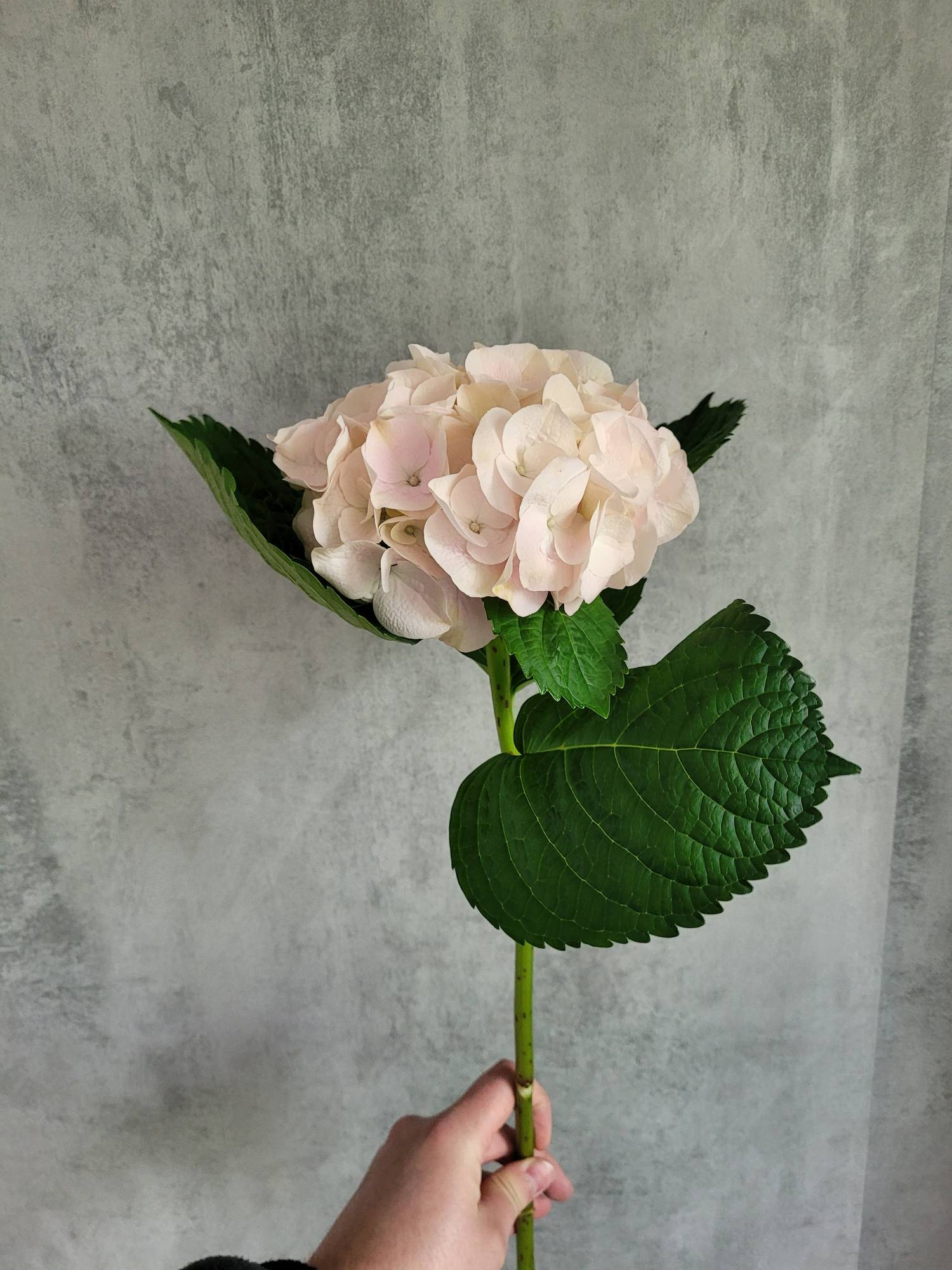 blumigo-magical-my-beautiful-pink-touch-hortensie-rosa image 4