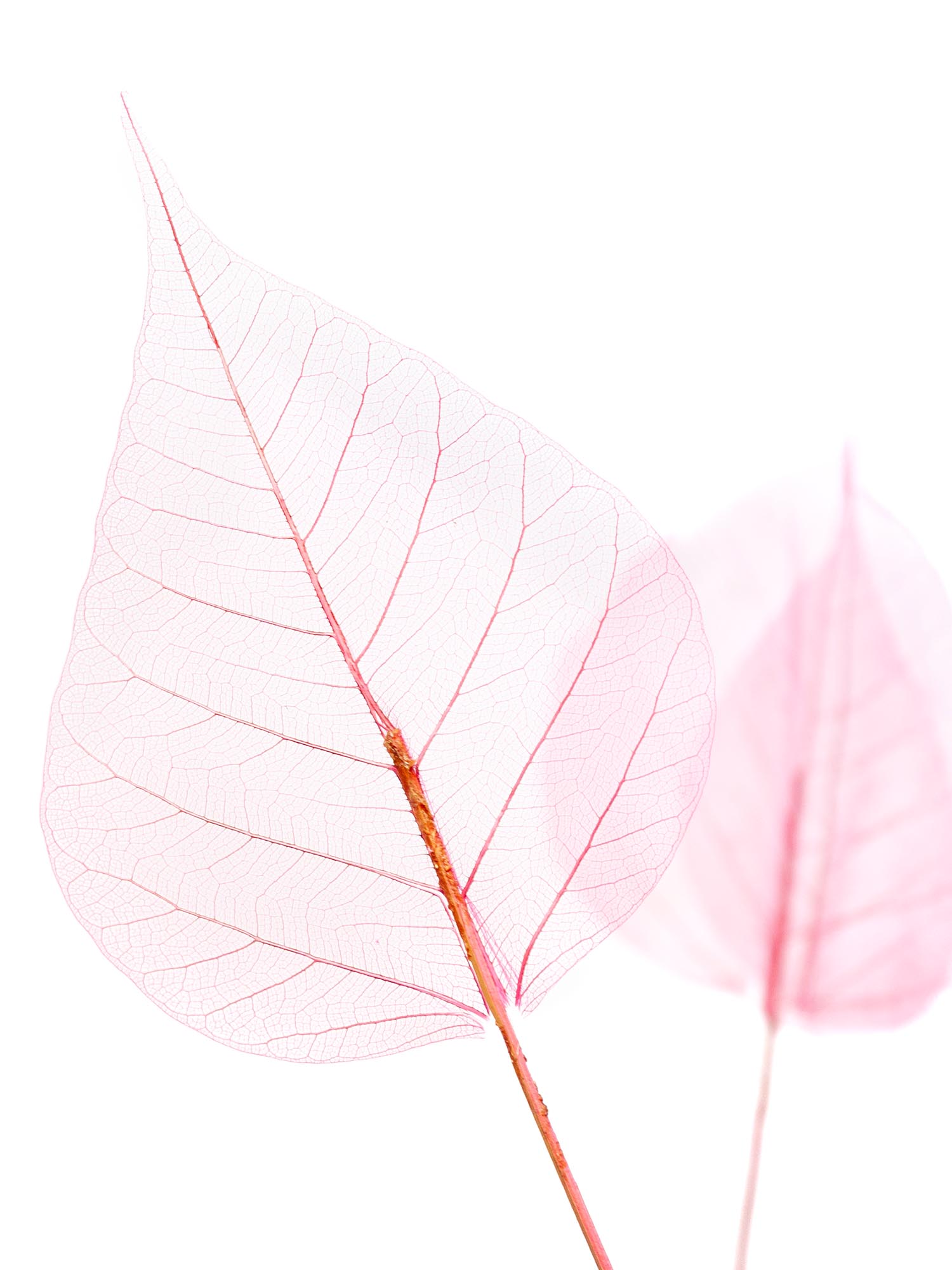 blumigo-trockenblumen-skelettbl-tter-pink-gef-rbt image 1