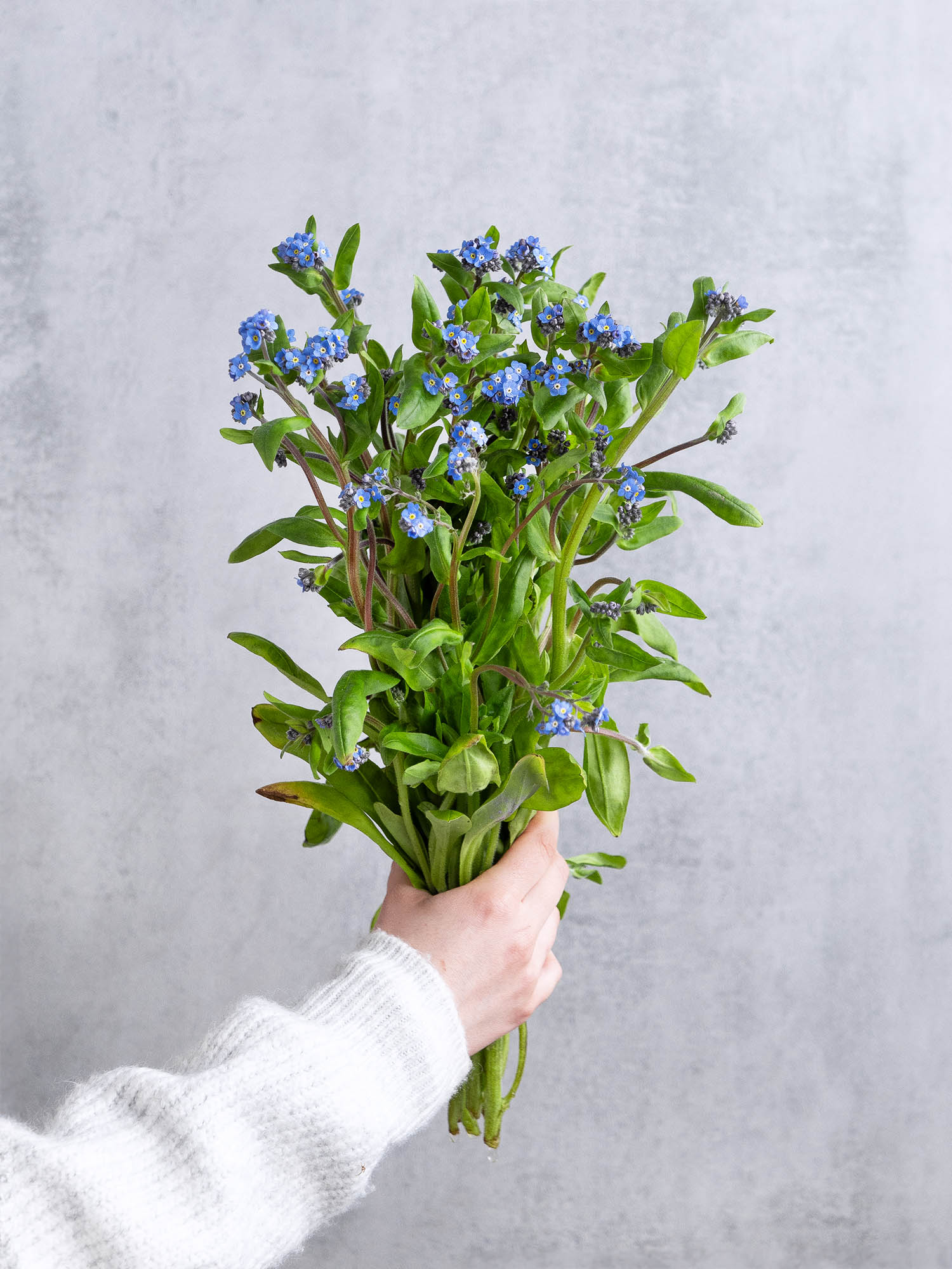 blumigo-blattwerk-myosotis-vergissmeinnicht-schnittblume-blau image 2