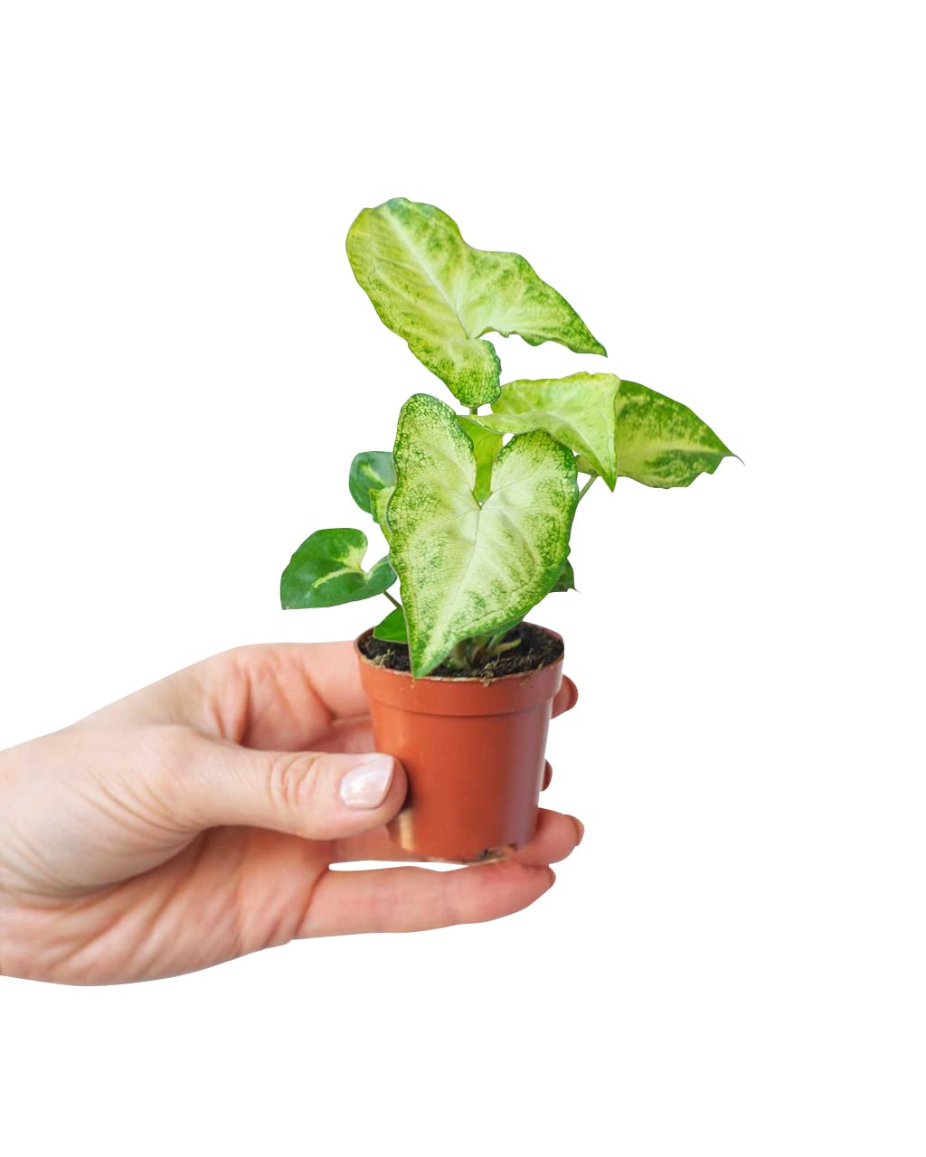plnts-babyplnts-syngonium-white-butterfly-babypflanze-10-cm image 1