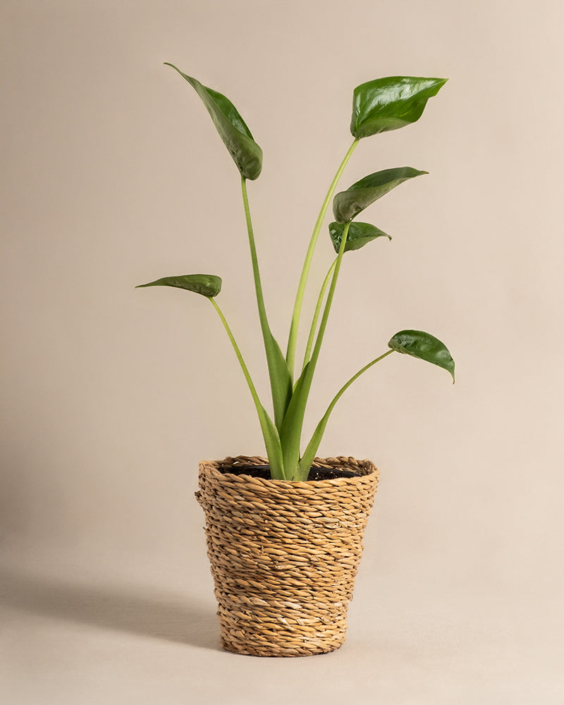 feey-variado-alocasia-tiny-dancer-zimmerpflanze-ohne-bertopf image 7