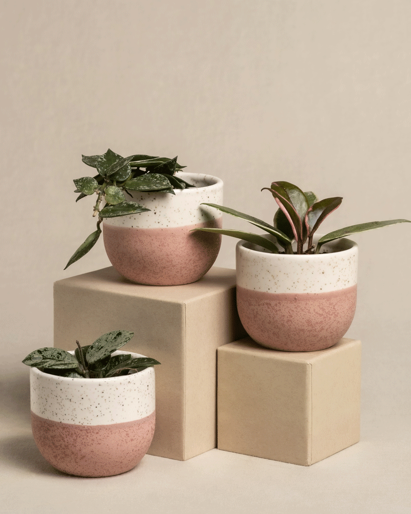 feey-variado-babypflanzen-trio-hoya-wachsblume-3er-set image 4