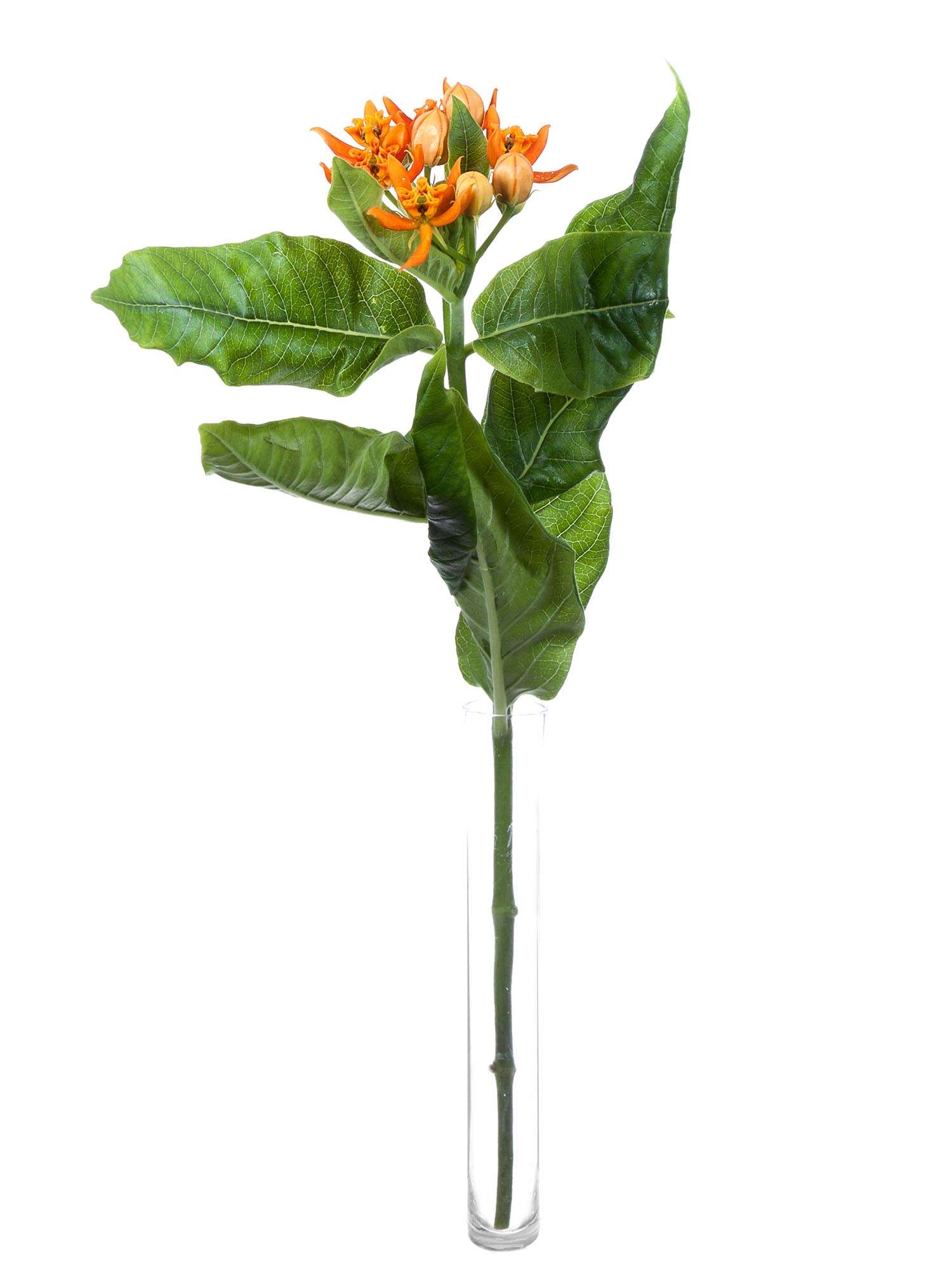 blumigo-asclepias-beatrix-knollige-seidenpflanze-schnittblume-orange image 3