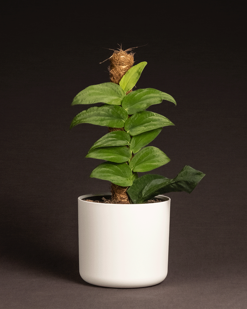 feey-variado-rhaphidophora-korthalsii-zimmerpflanze-ohne-bertopf-rarit-t image 8