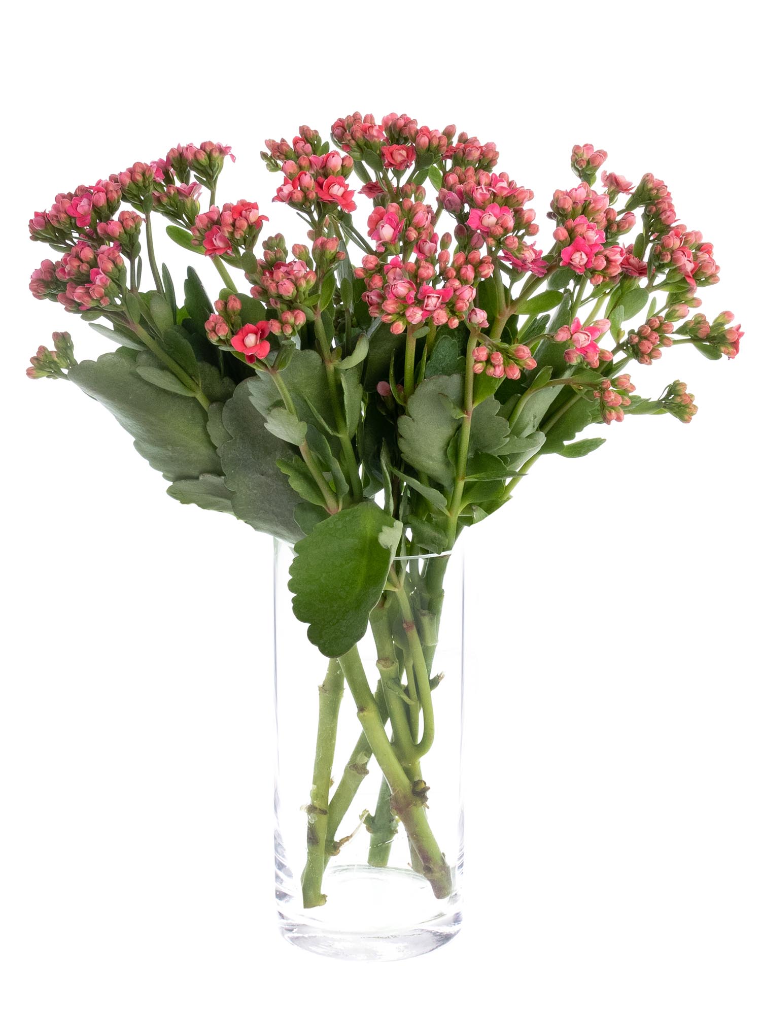 blumigo-blattwerk-kalanchoe-pink-meadow-bindegr-n-pink image 2